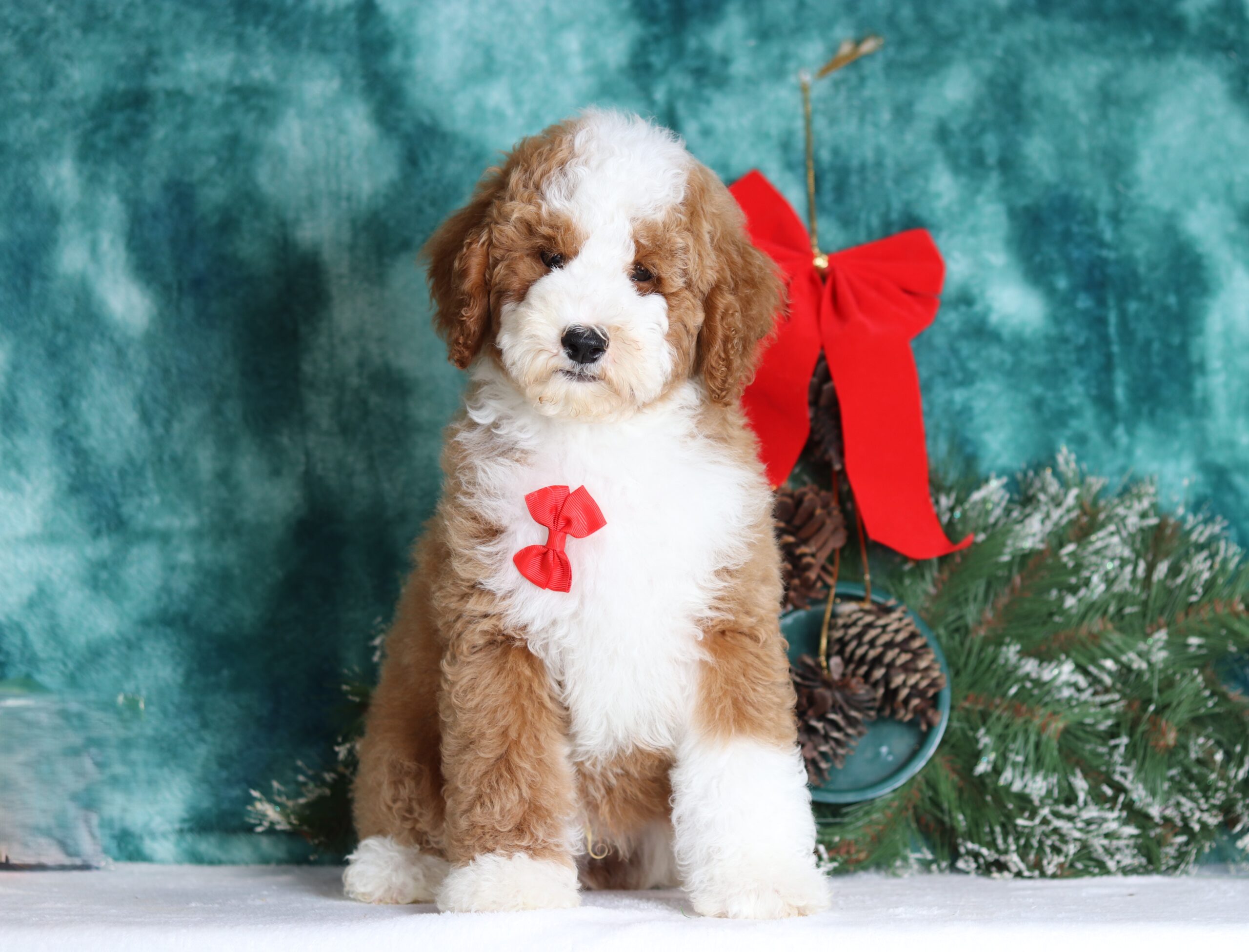 1142a Pepper poodle puppy-Pawsome Family Pets.JPG