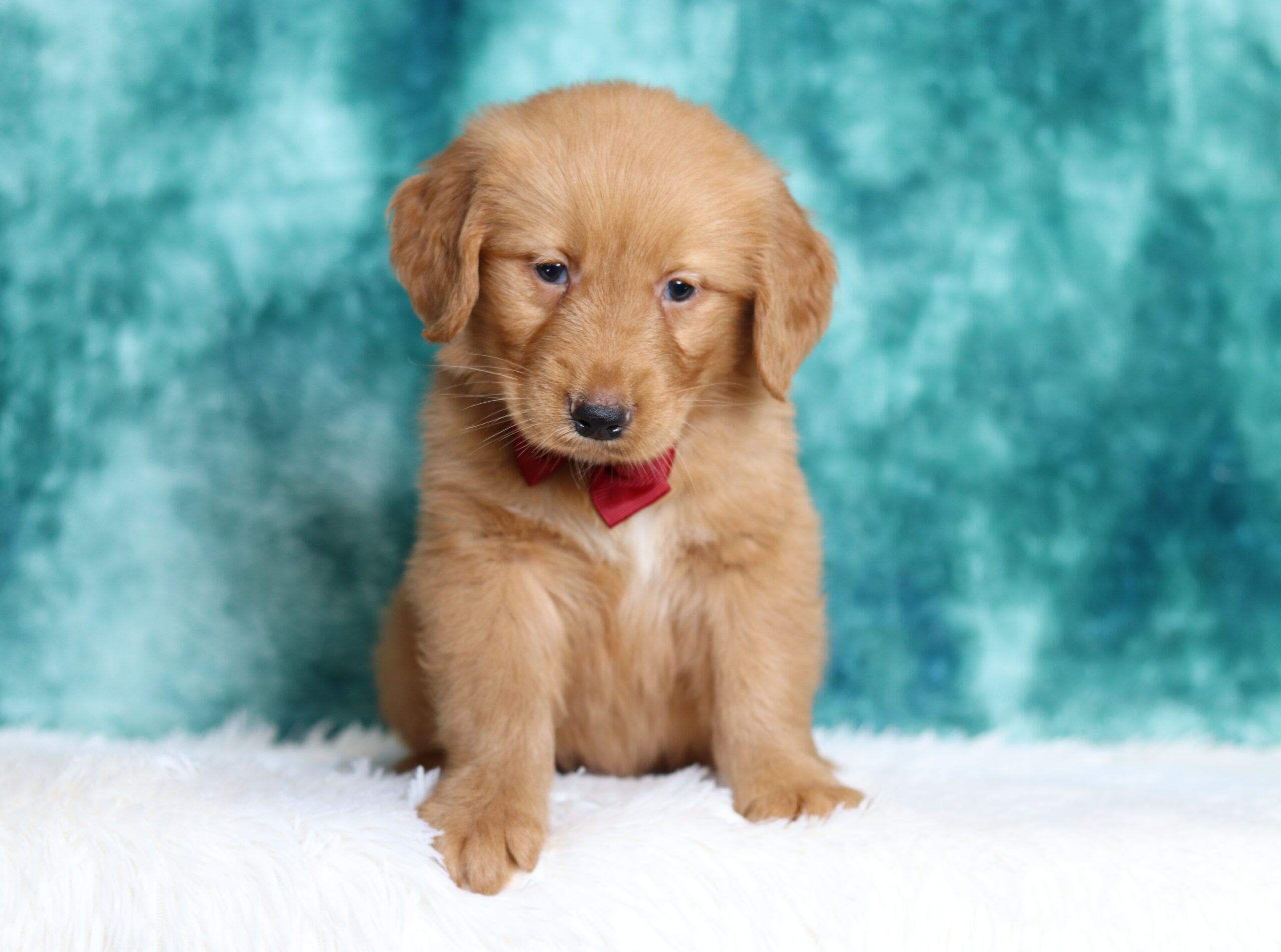 1232 Thomas Mini Golde puppy -Pawsome Family Pets