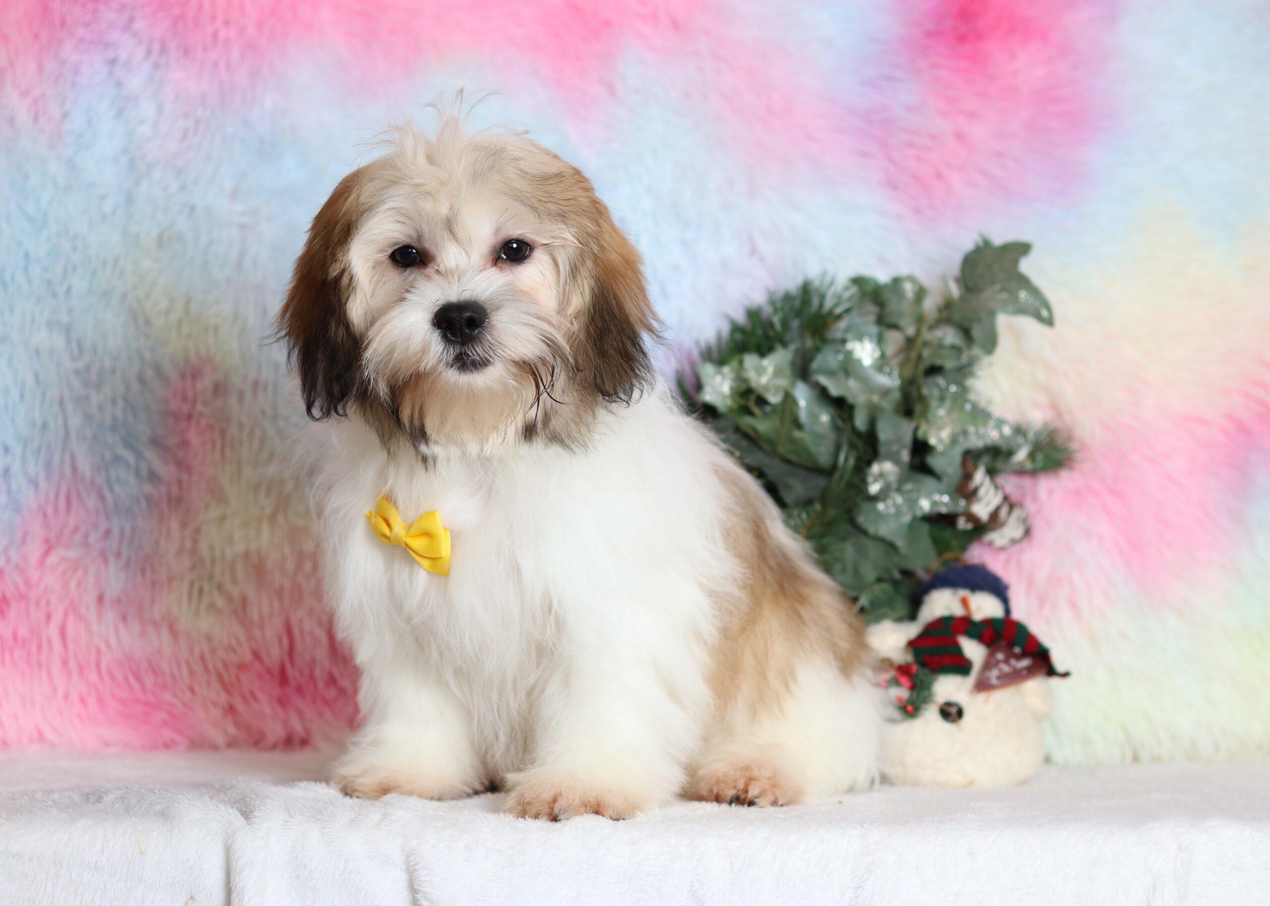 1250aaa-Nolan-Teddy-Bear-Pawsome-Family-Pets