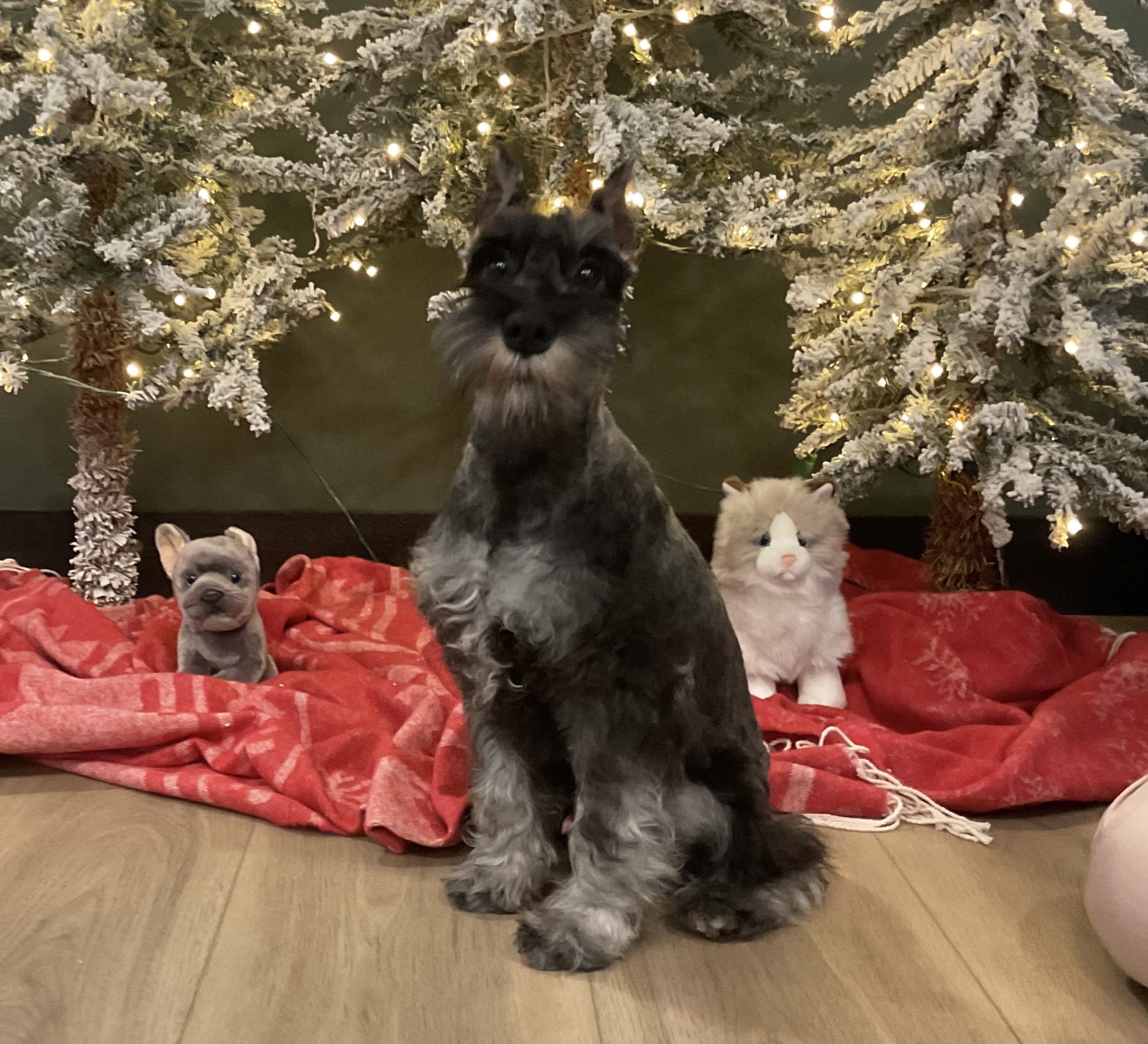 2175aa-Romeo-Schnauzer-puppy-Pawsome-Family-Pets.jpg