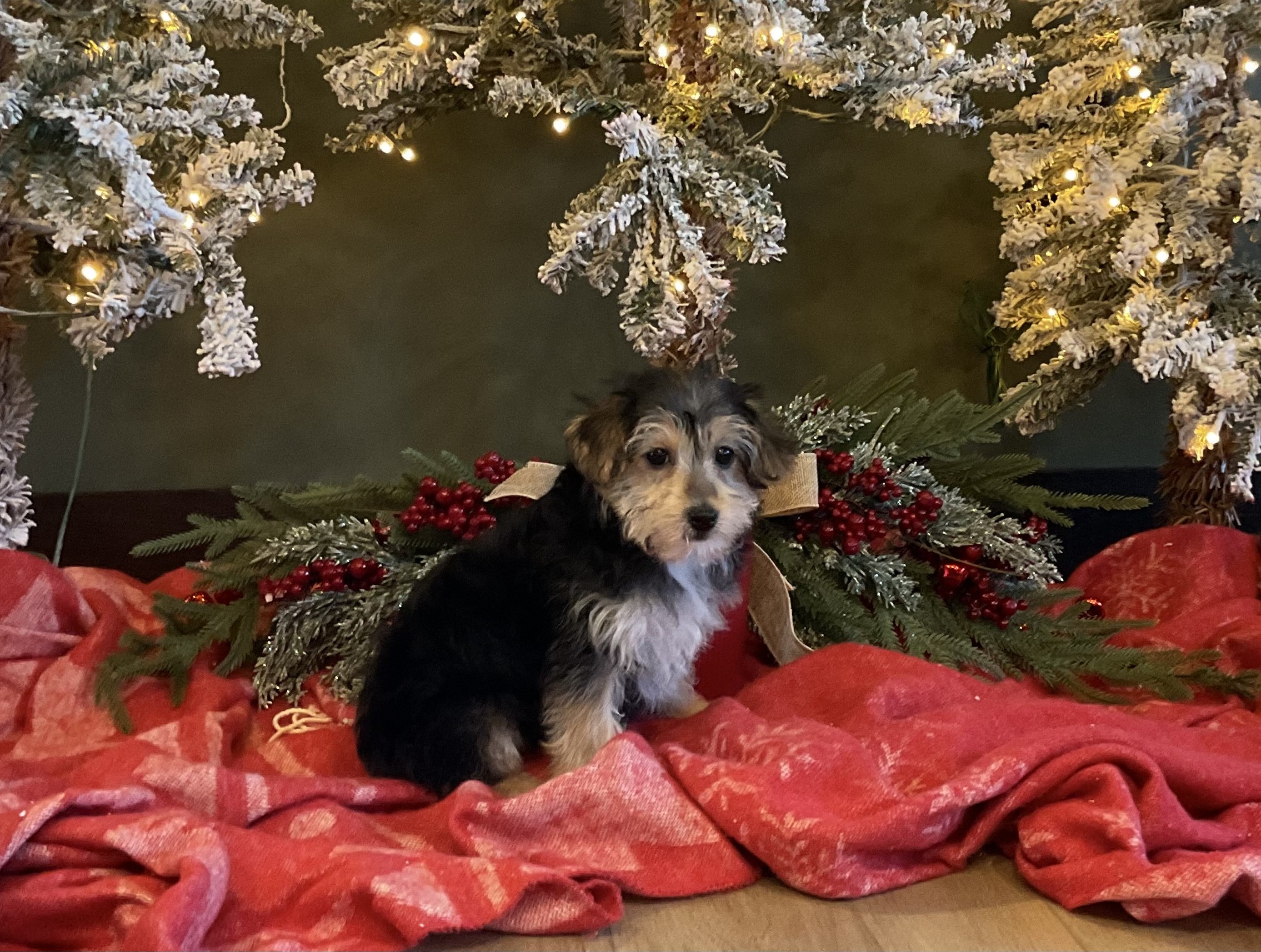 2844aa Misty yorkiepoo puppy- Pawsome Family Pets