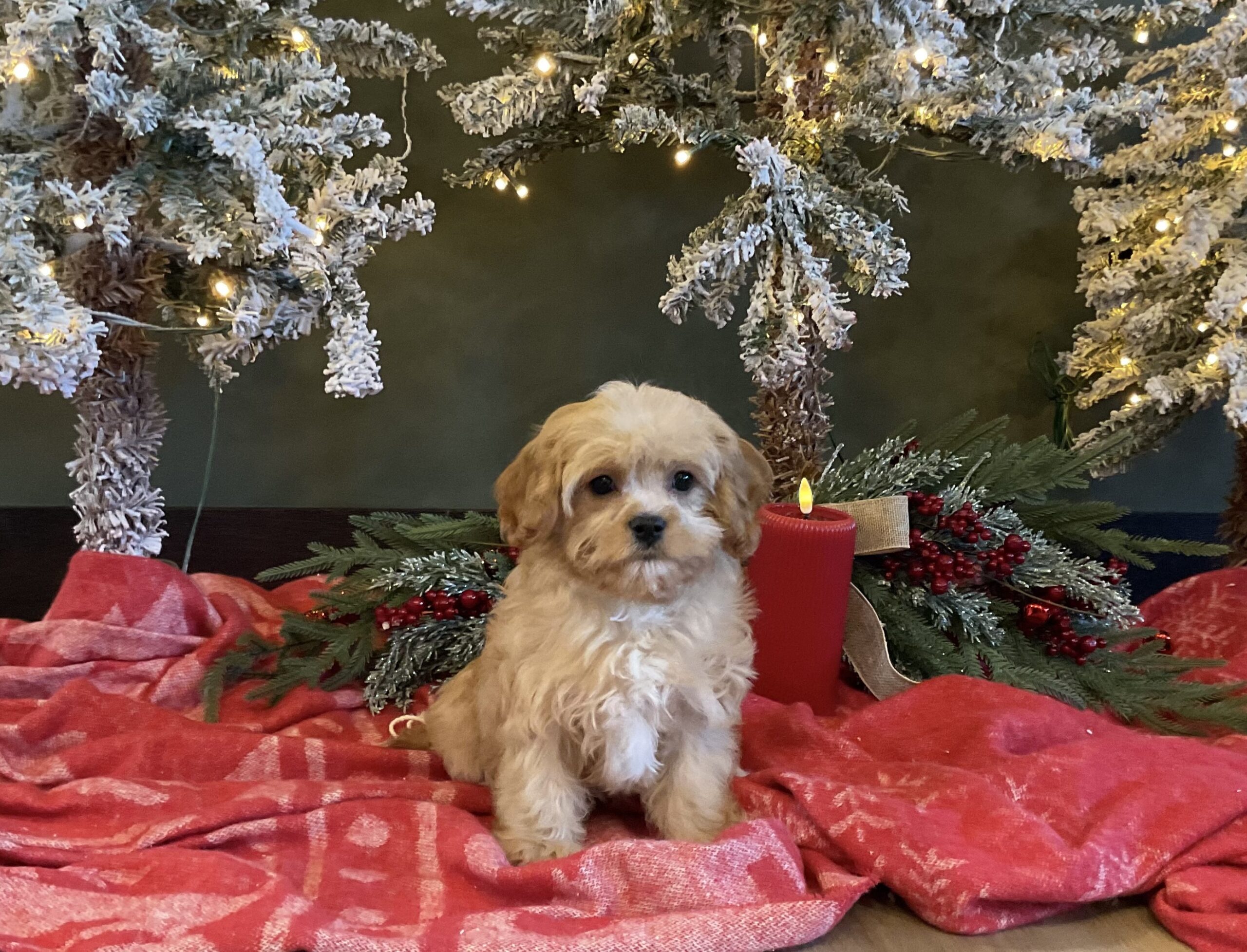 2845aa-Lincoln cavachon puppy-Pawsome Family Pets