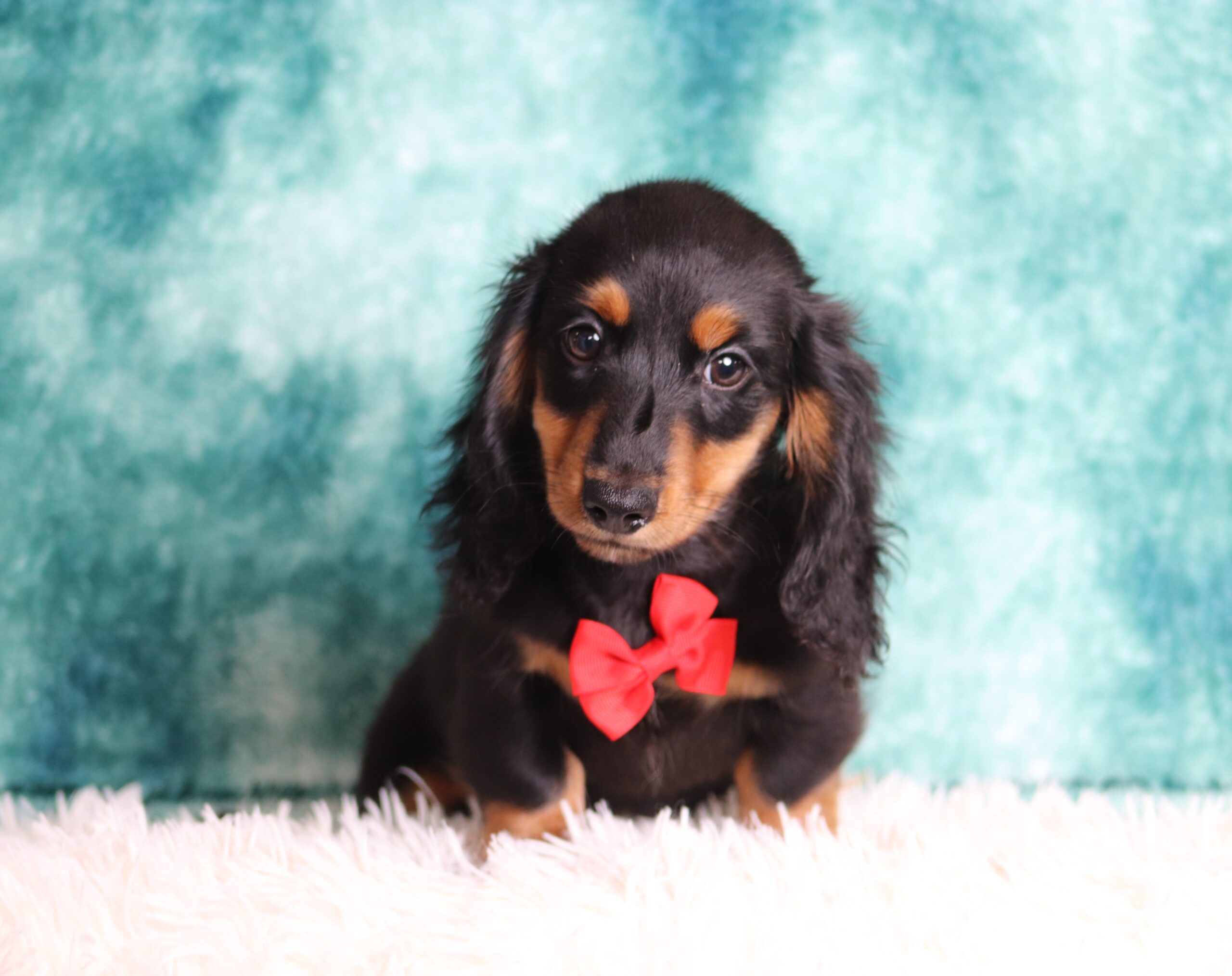 2881bbb-Lanco-Dachshund-puppy-Pawsome-Family-Pets-scaled.jpg