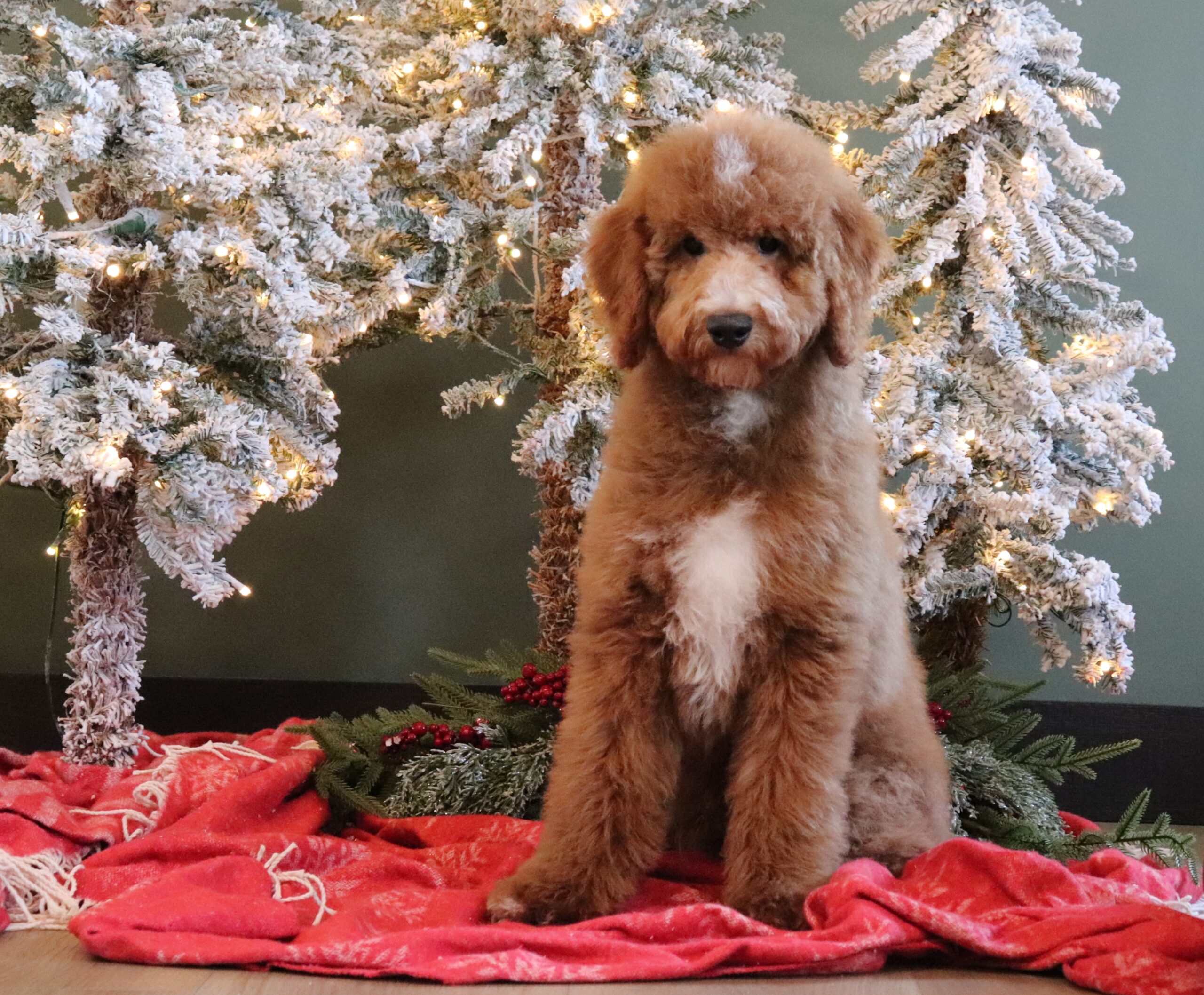 3183aa-Rover-Pawsome-Family-Pets-