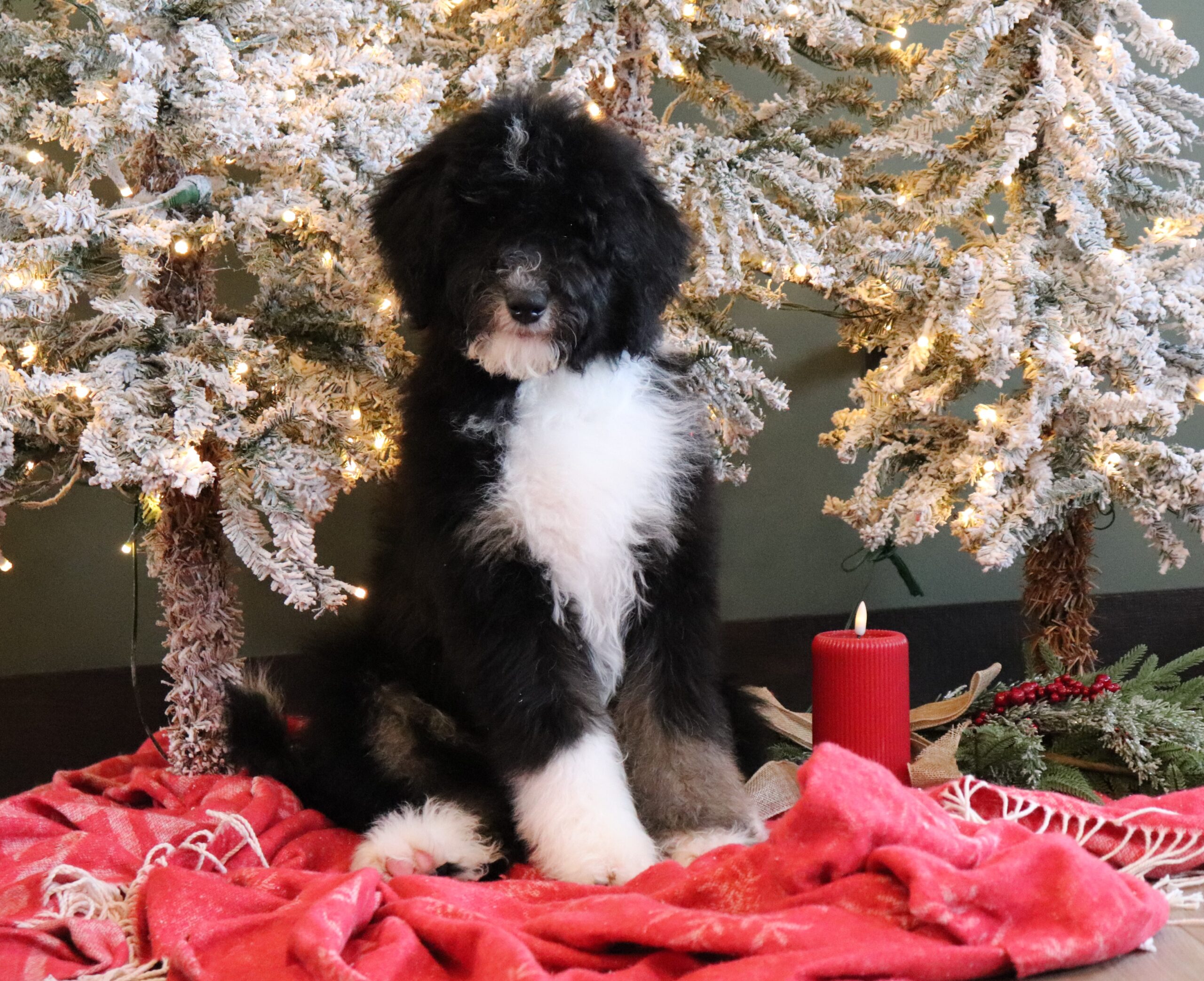 3199aaa-Connie-Pawsome-Family-Pets-