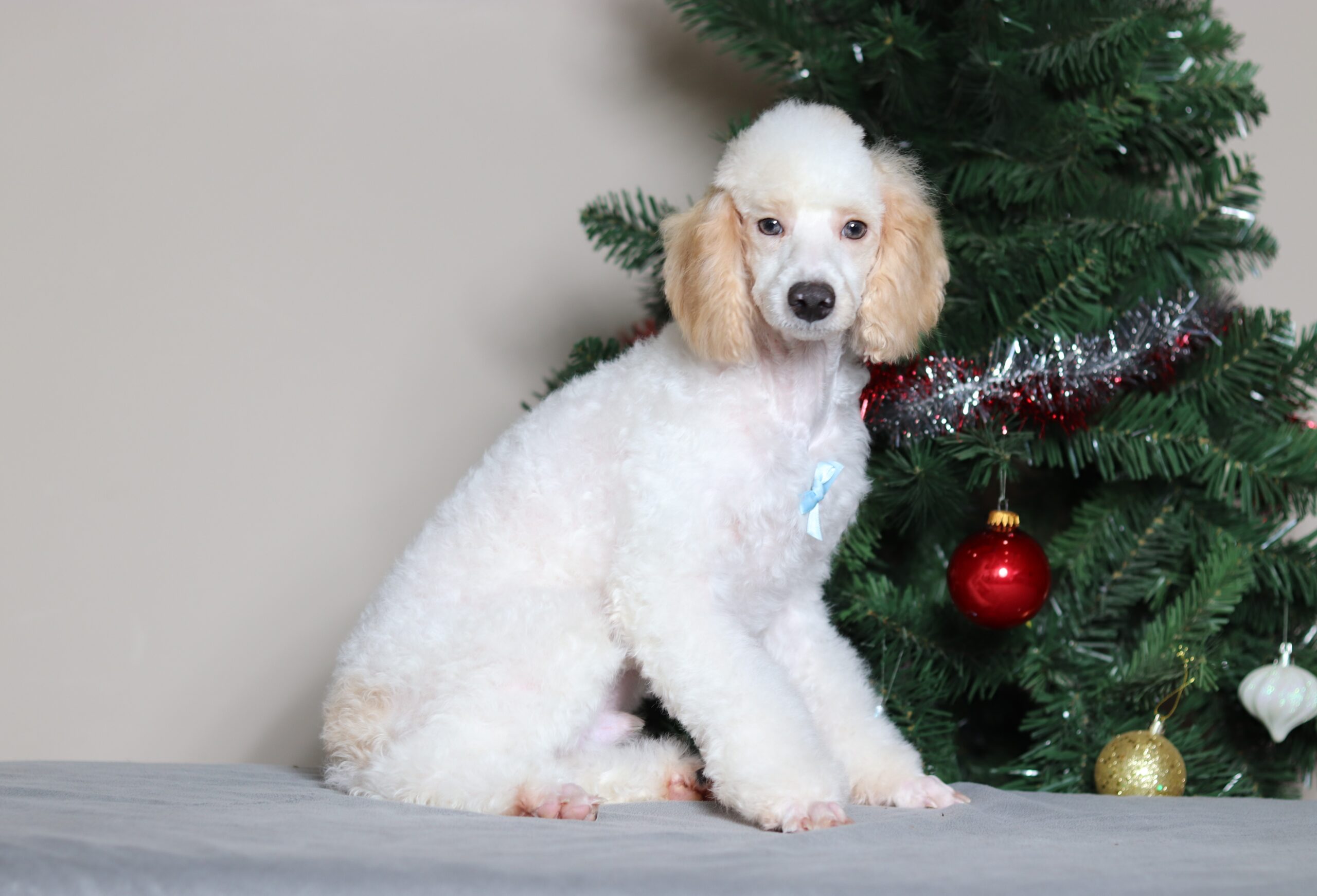 3615a-Edgar-mini-poodle-_Pawsome-Family-Pets-scaled.jpg