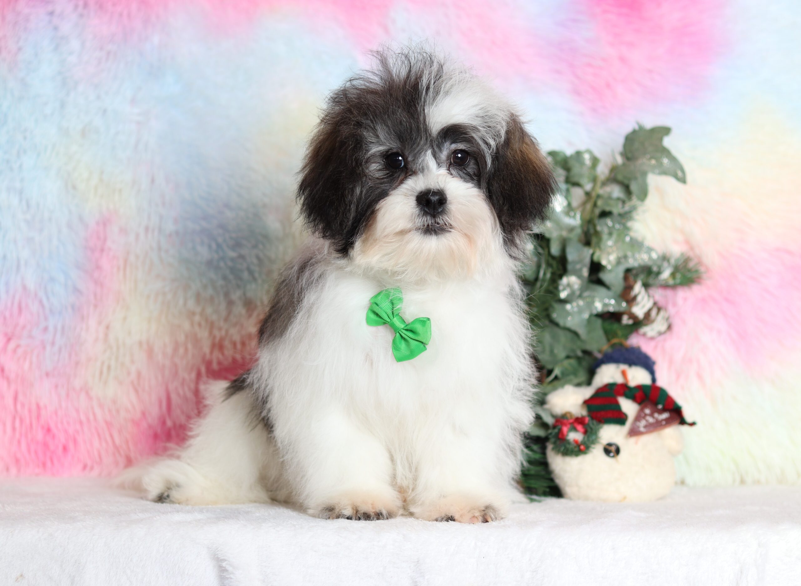 4587a-Nathanael-Teddy-Bear-Pawsome-Family-Pets