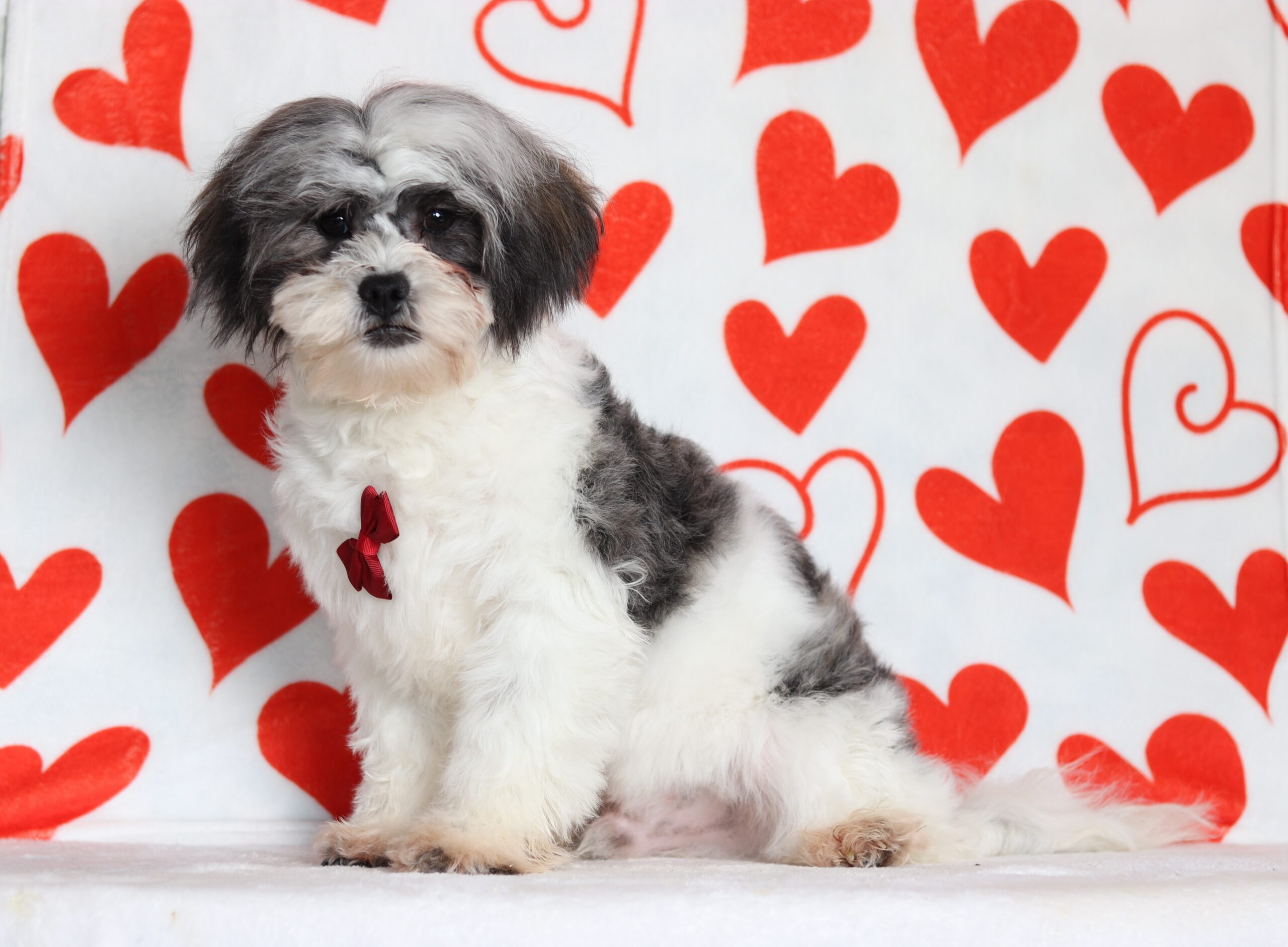 4587aaa-Nathanael-Teddy-Bear-Puppy-Pawsome-Family-Pets