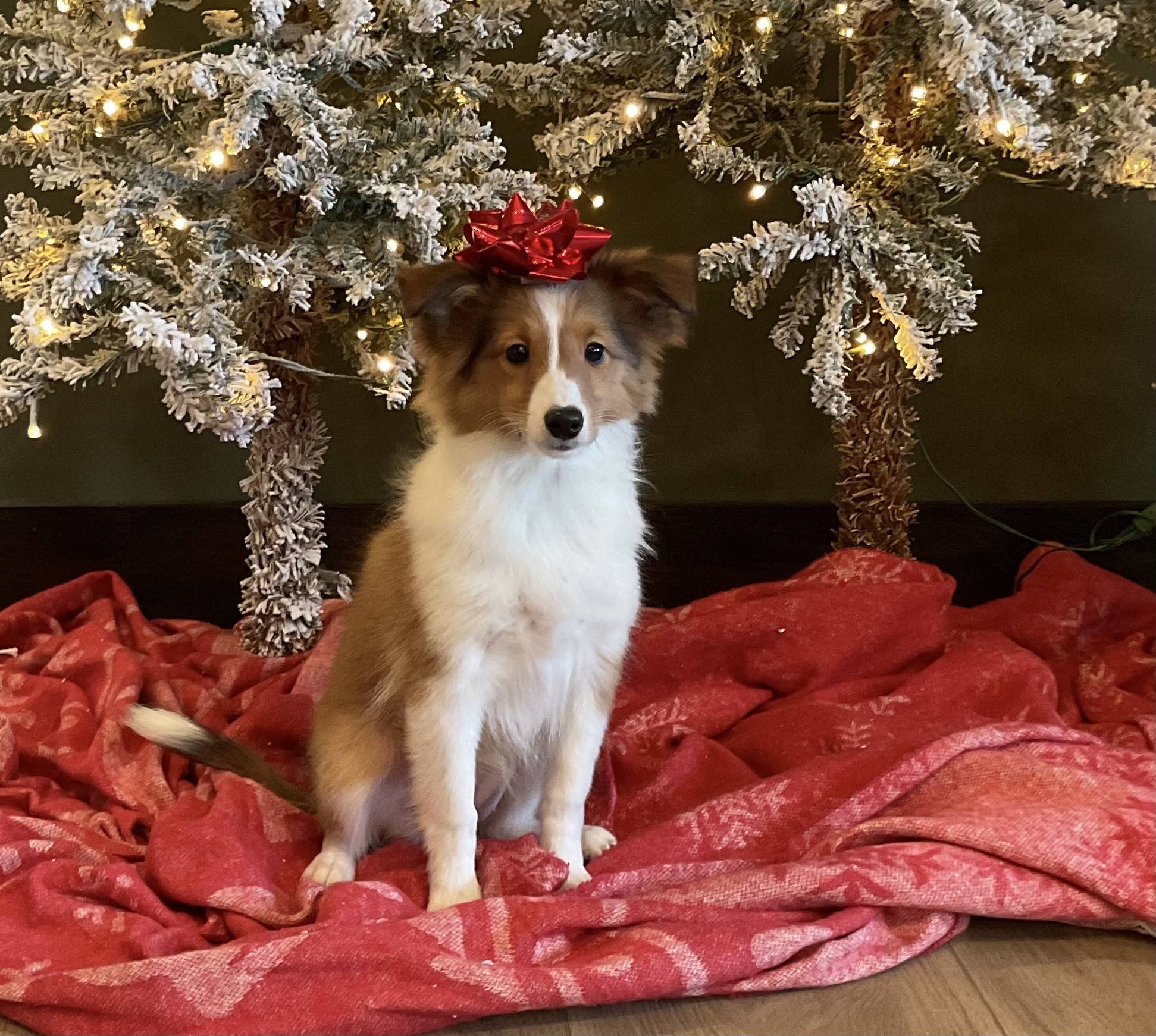 Savannah sheltie puppy-Pawsome Family Pets