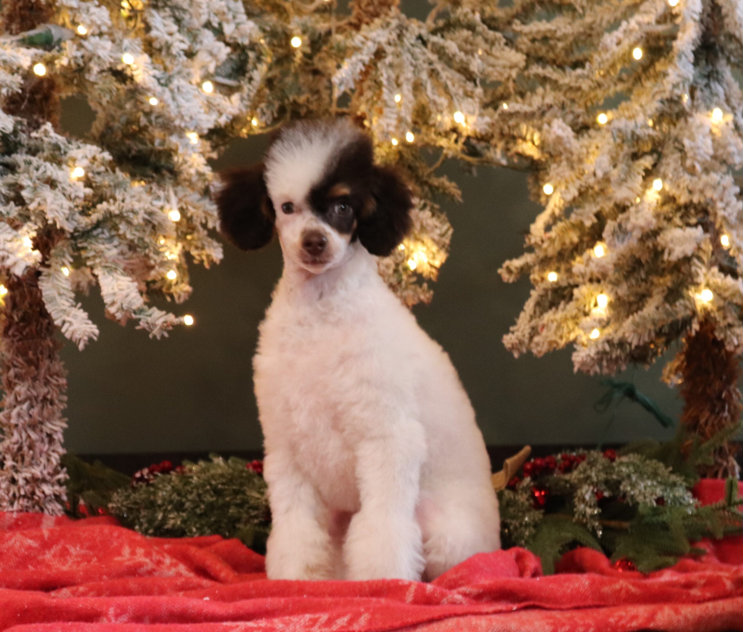 7201aa-Scooter-mini-poodle-Pawsome-Family-Pets