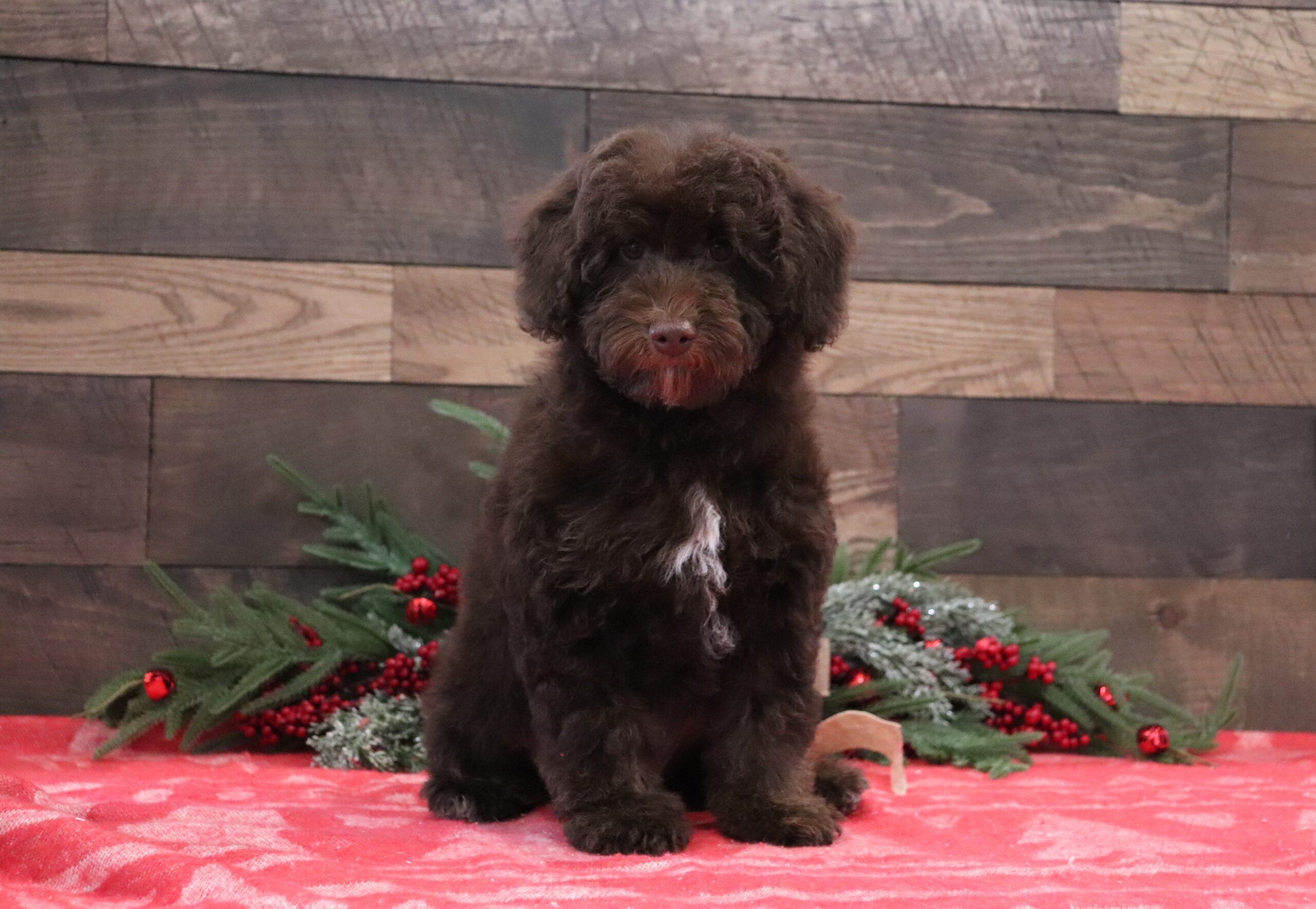 Betty-4562aaa-Cavapoo-Pawsome-Family-Pets