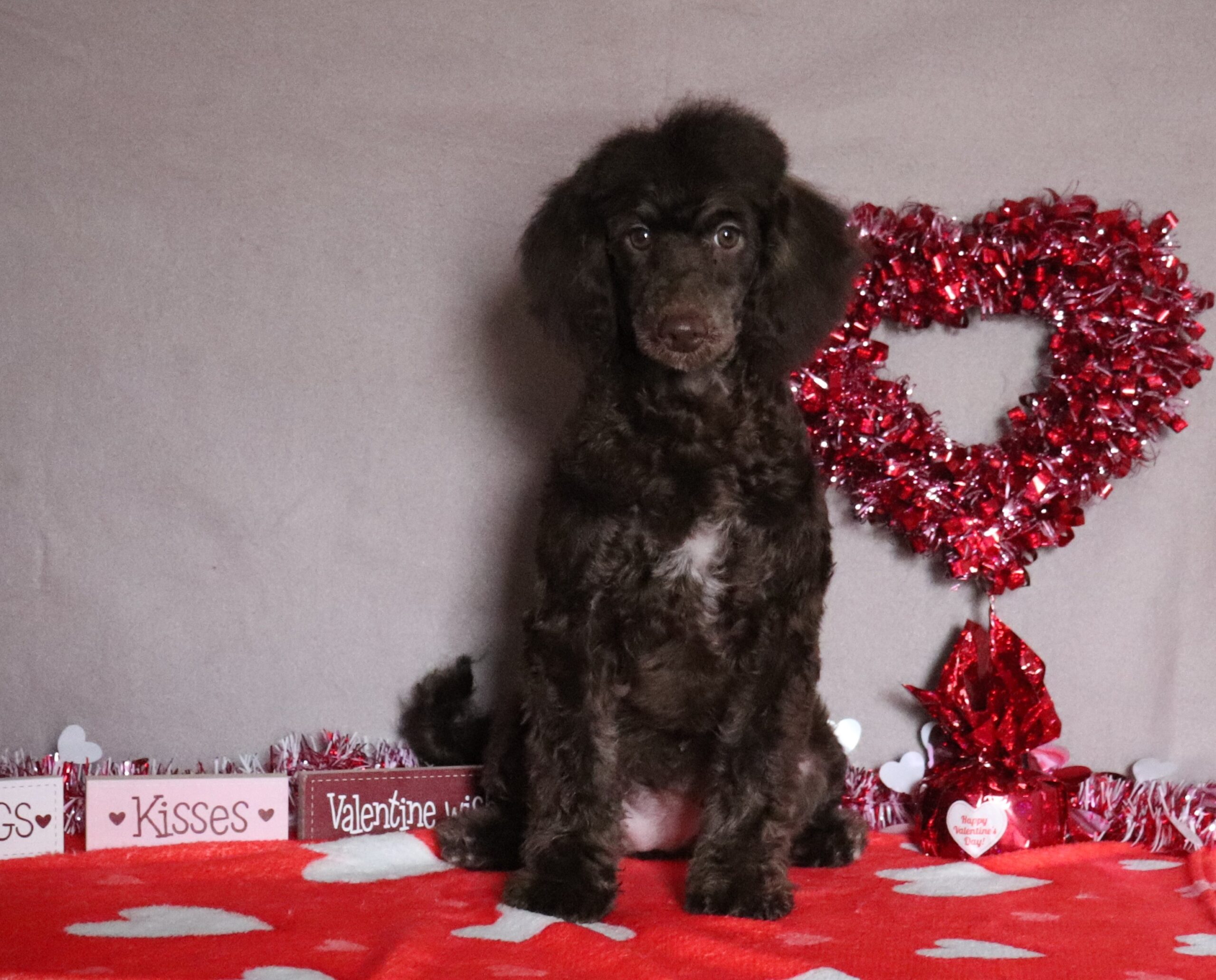 Betty-4562c-cavapoo-Pawsome-Family-Pets