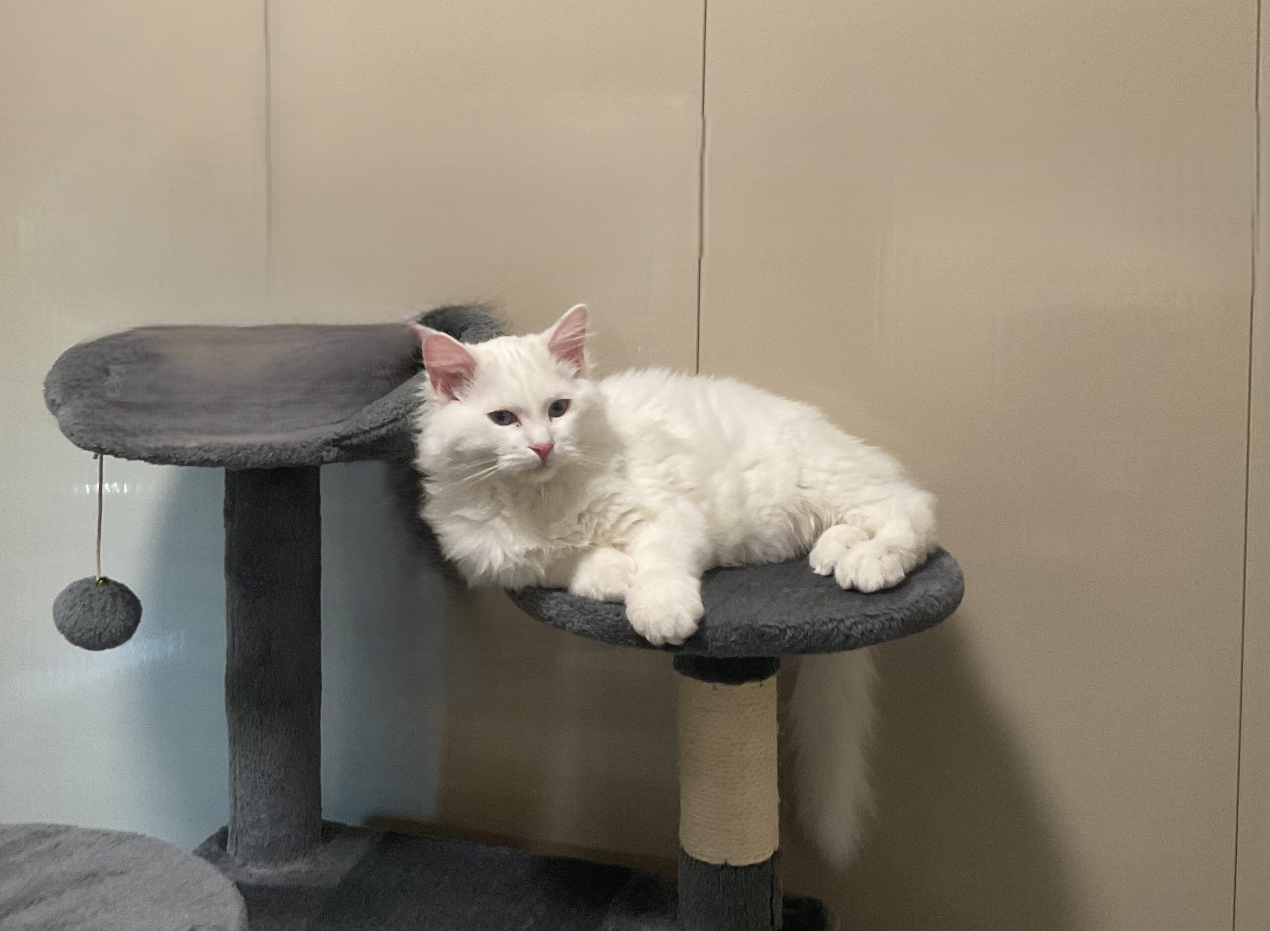 Felix Ragdoll Pawsome Family Pets