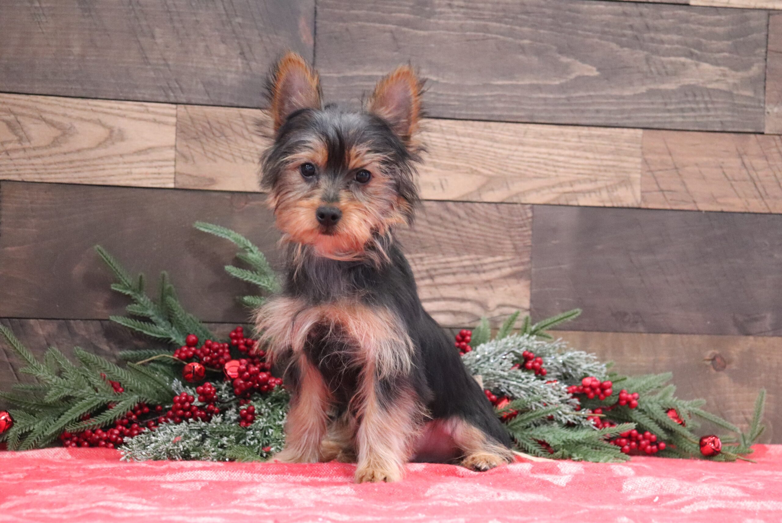 Kirby 1232aa Yorkie Pawsome Family Pets