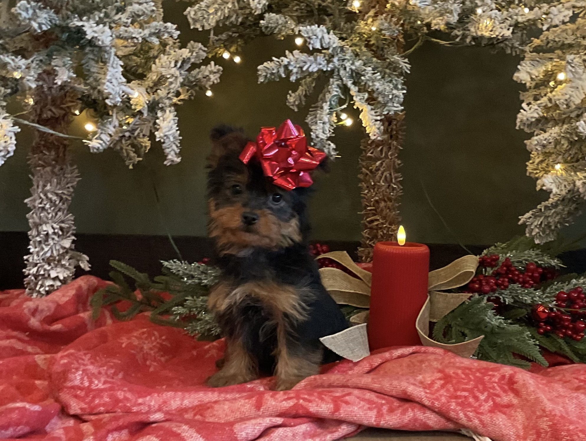 Kirby-aaa-Yorkie-puppy-Pawsome-Family-Pets.jpg