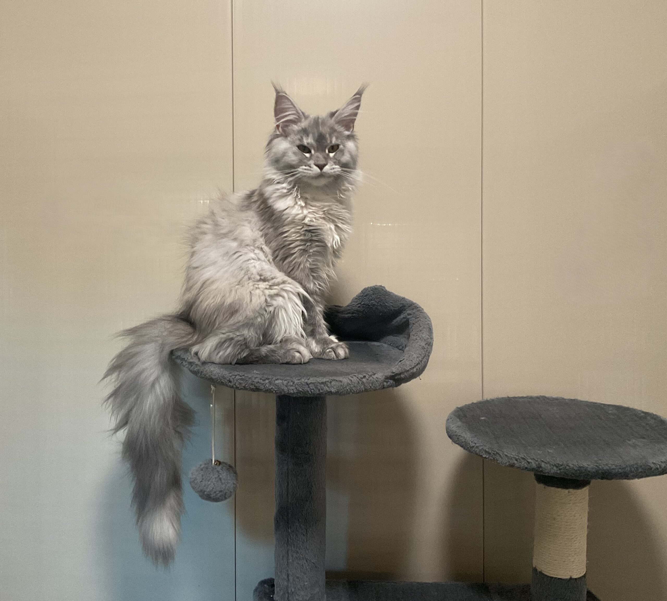 Luna 1 Kitten Pawsome FAmily Pets