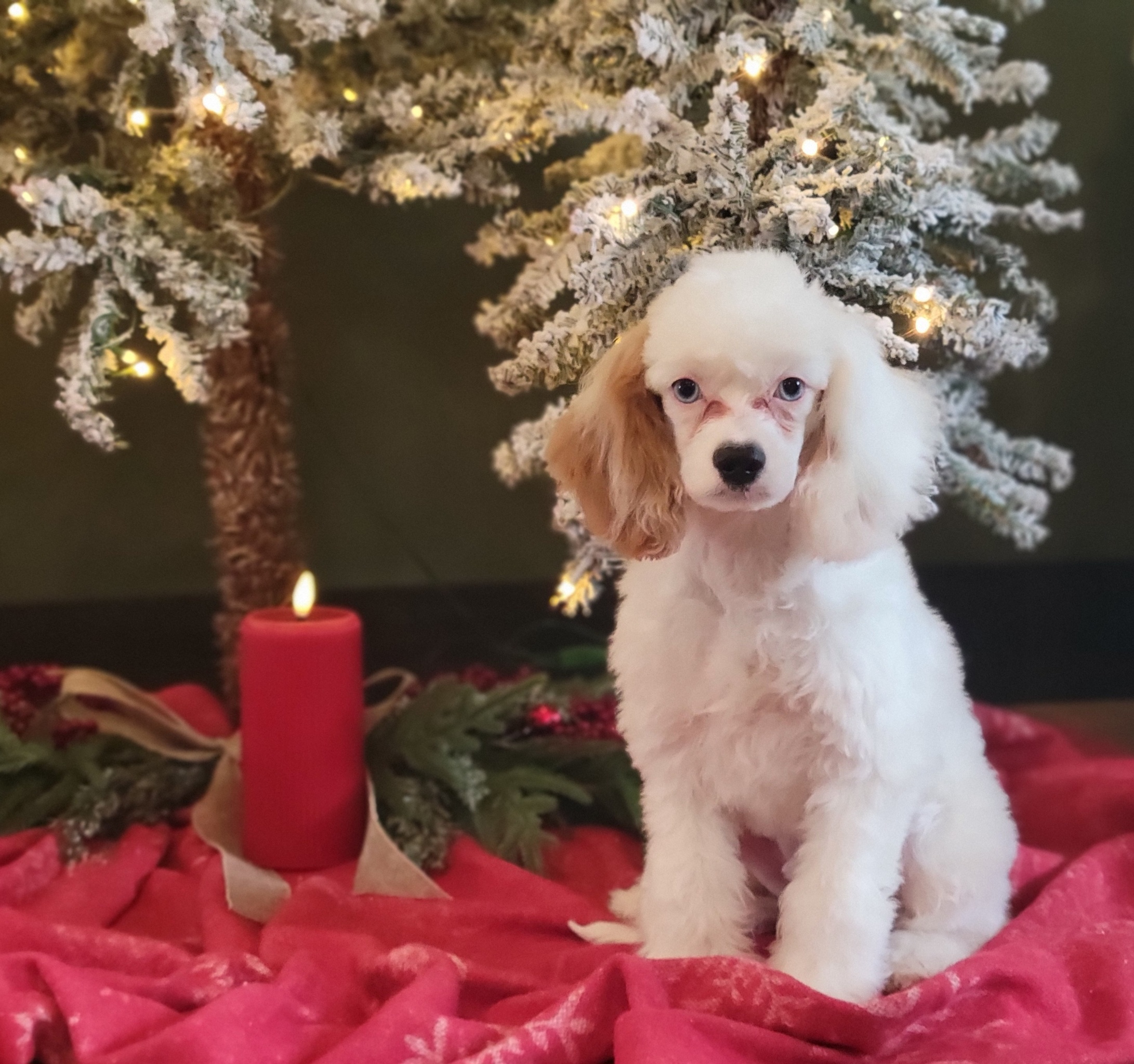 Maverick cavapoo puppy-Pawsome Family Pets b