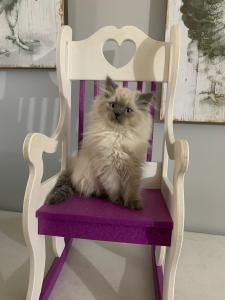 Lilly persian Siamese Kitten-Paawsome Family Pets