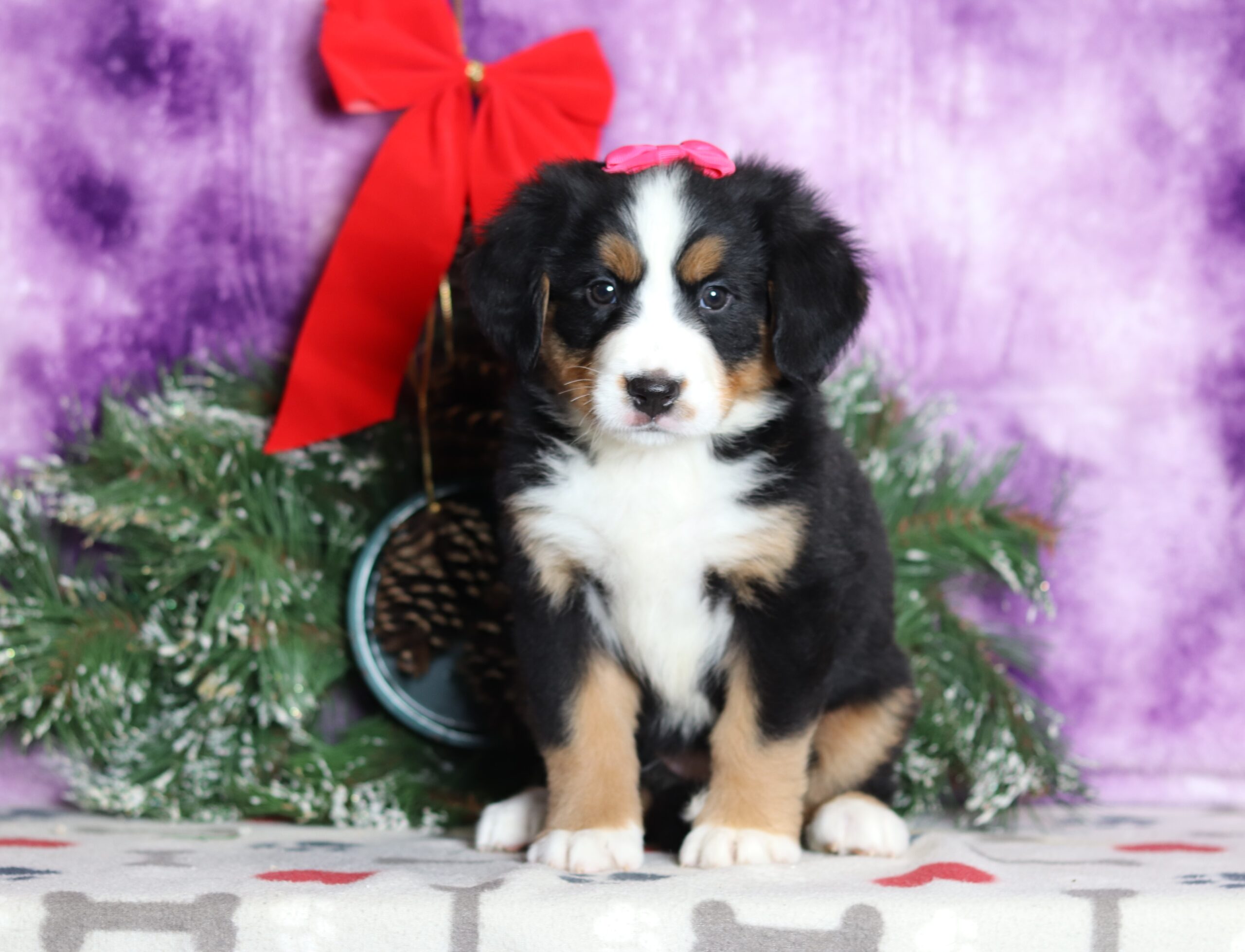 0263aaa Rita Bernese Mountain Dog Puppy-Pawsome Family Pets.JPG
