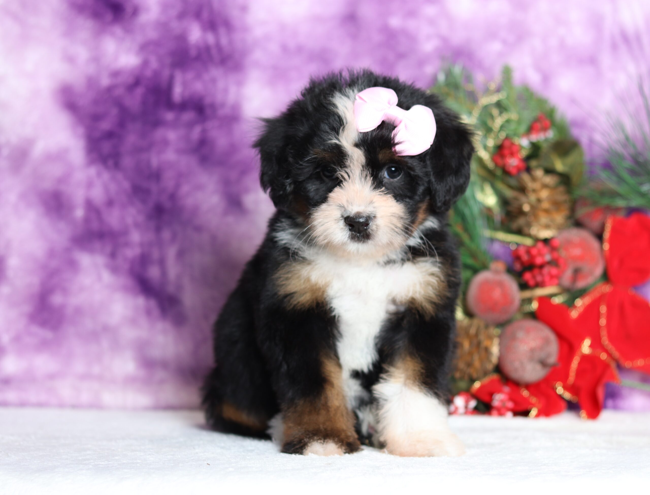 1599 Rosie bernedoodle puppy-Pawsome Family Pets