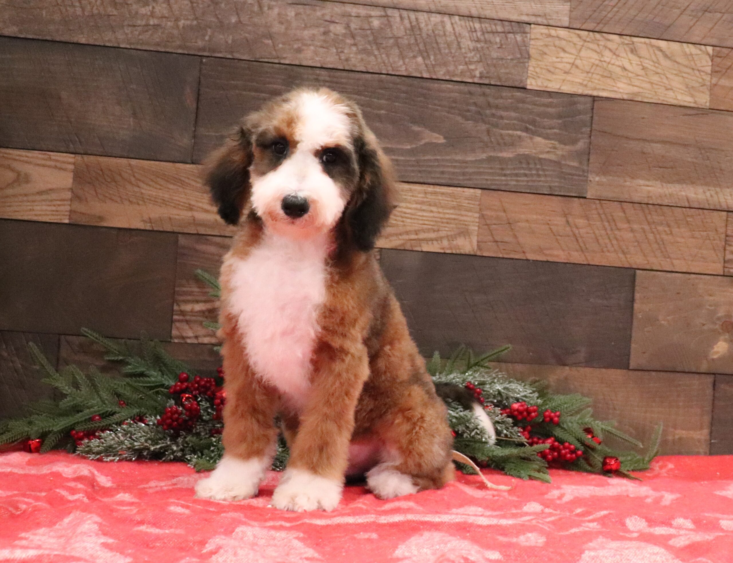 2474a-Mini-Bernedoodle-Pawsome-Family-Pets