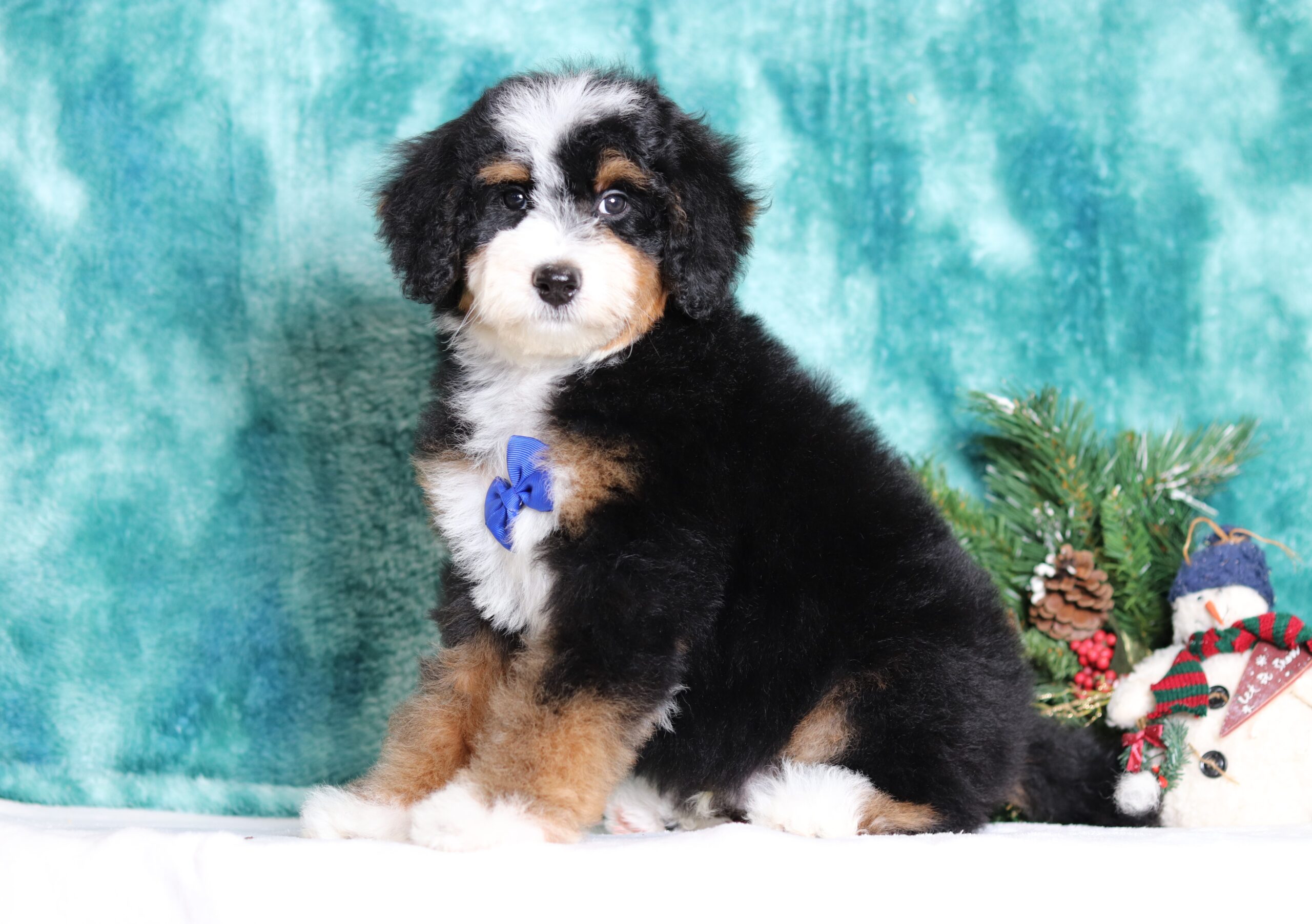 3342aaaa-Craig-bernedoodle-puppy-Pawsome-Family-Pets-scaled.jpg