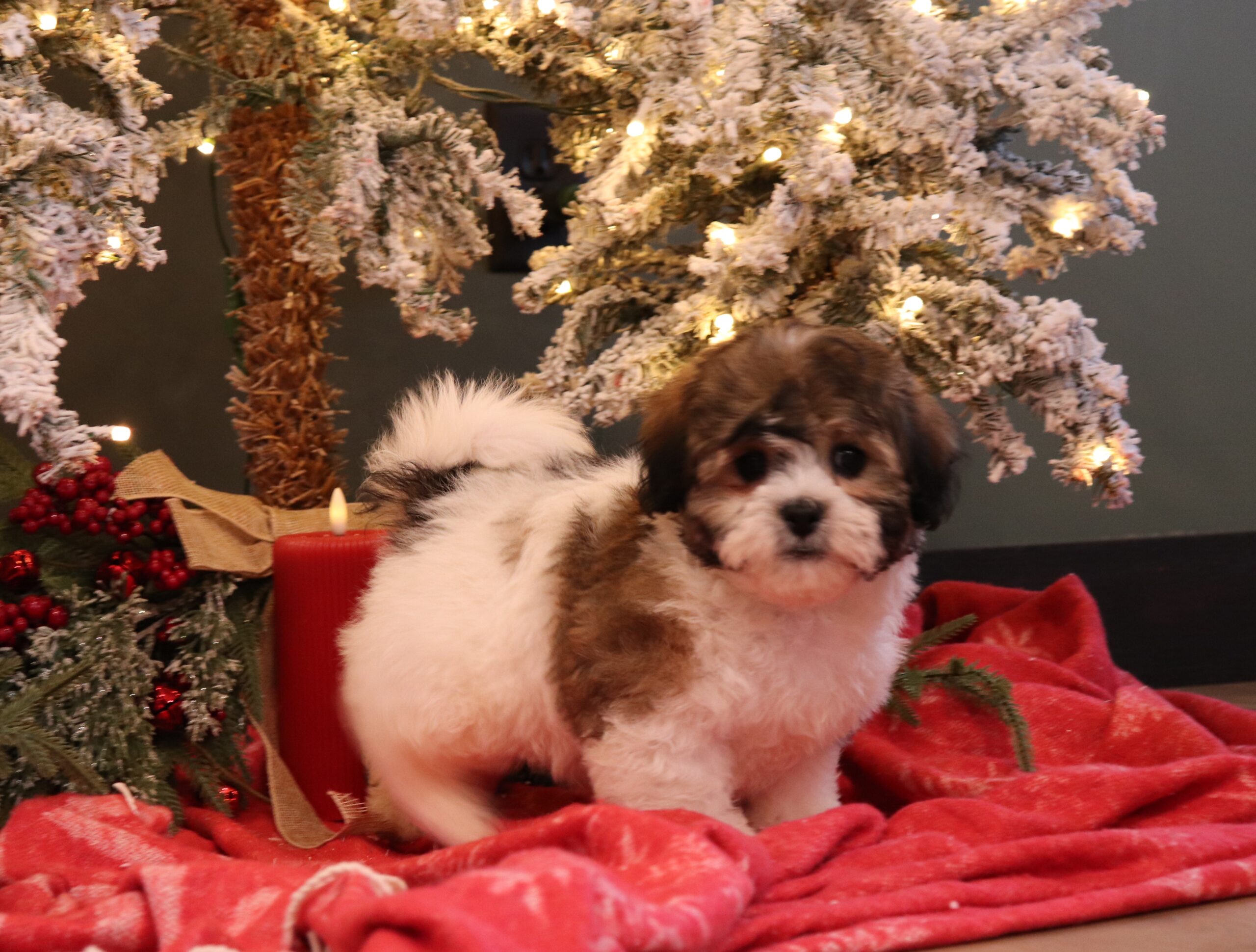 3794aa-Caleb-Pawsome-Family-Pets-