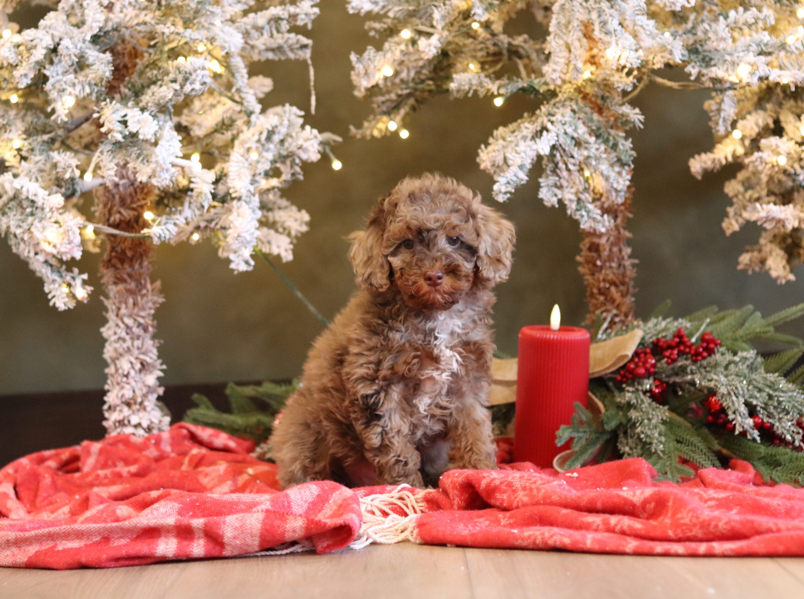 4560a Bravo cavapoo puppy-Pawsome FAmily Pets.JPG