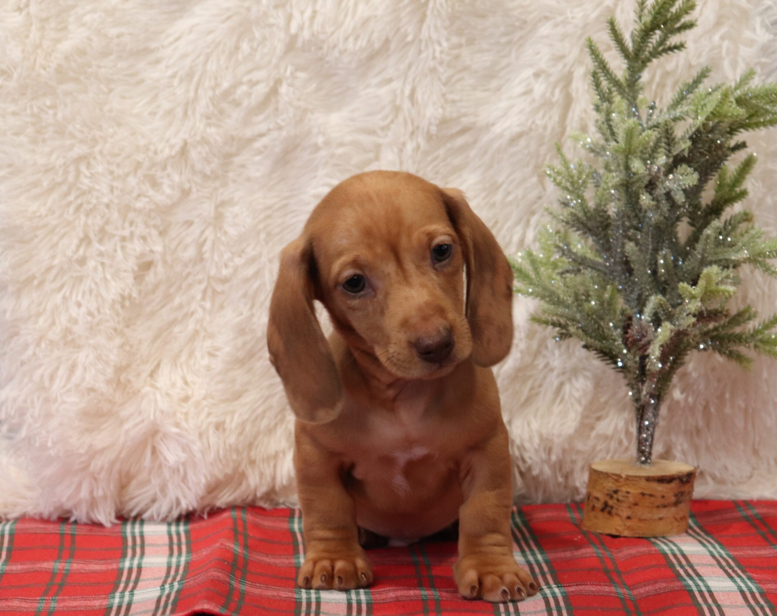 7193bb-Pawsome-Family-Pets