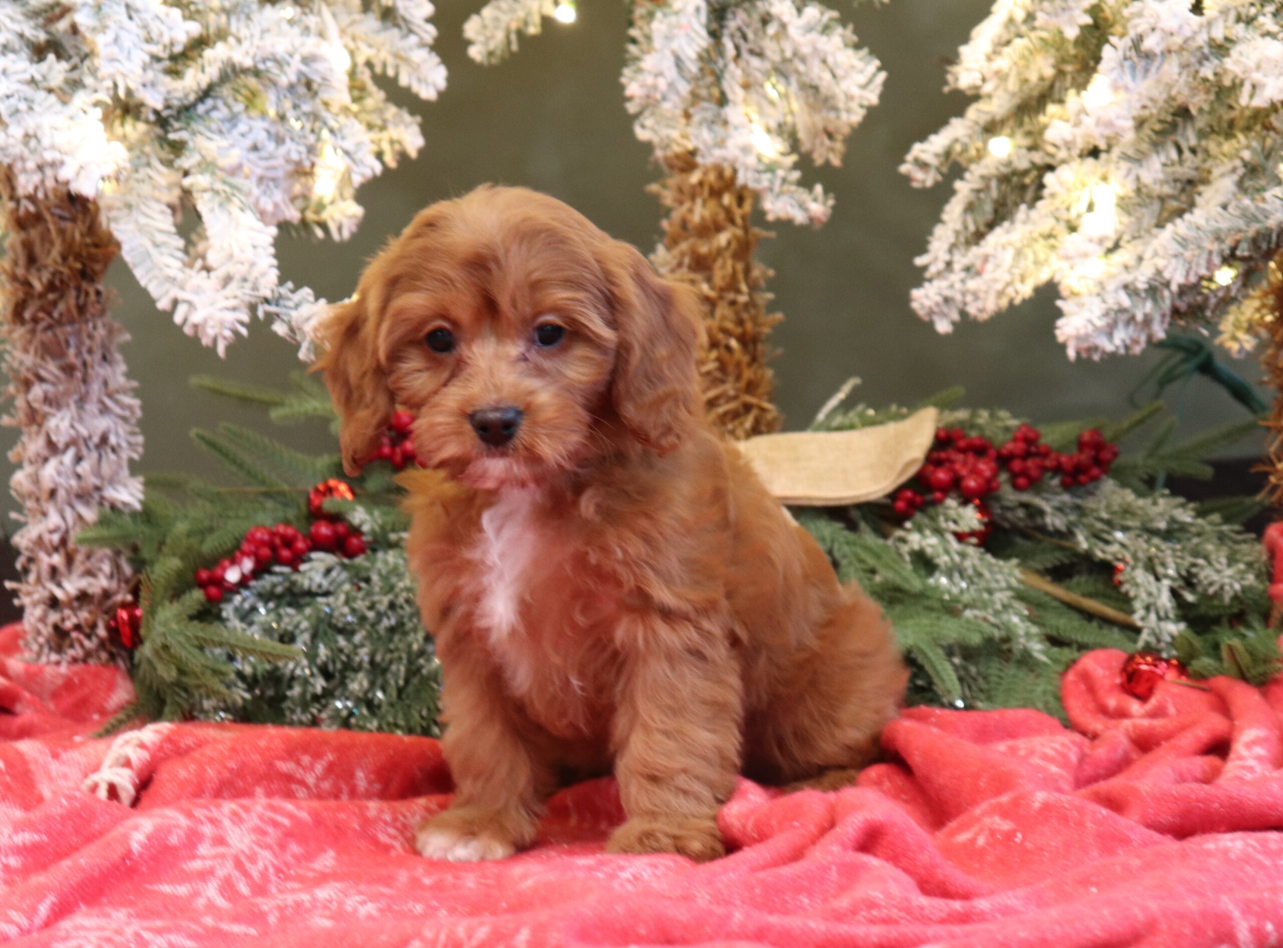 7228aa-Layla-Pawsome-Family-Pets