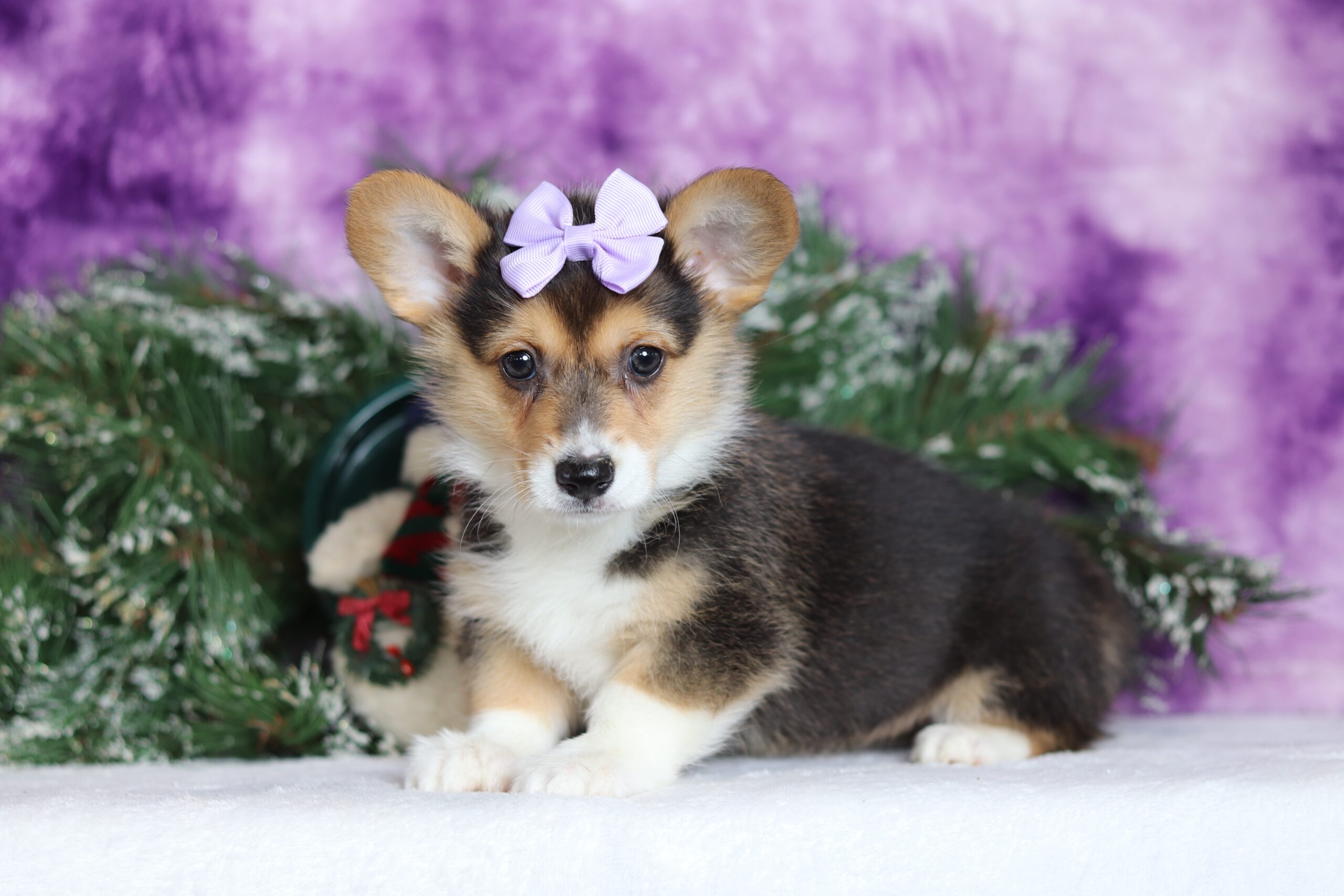 9619aaa Welsch Corgi Pawsome Family Pets