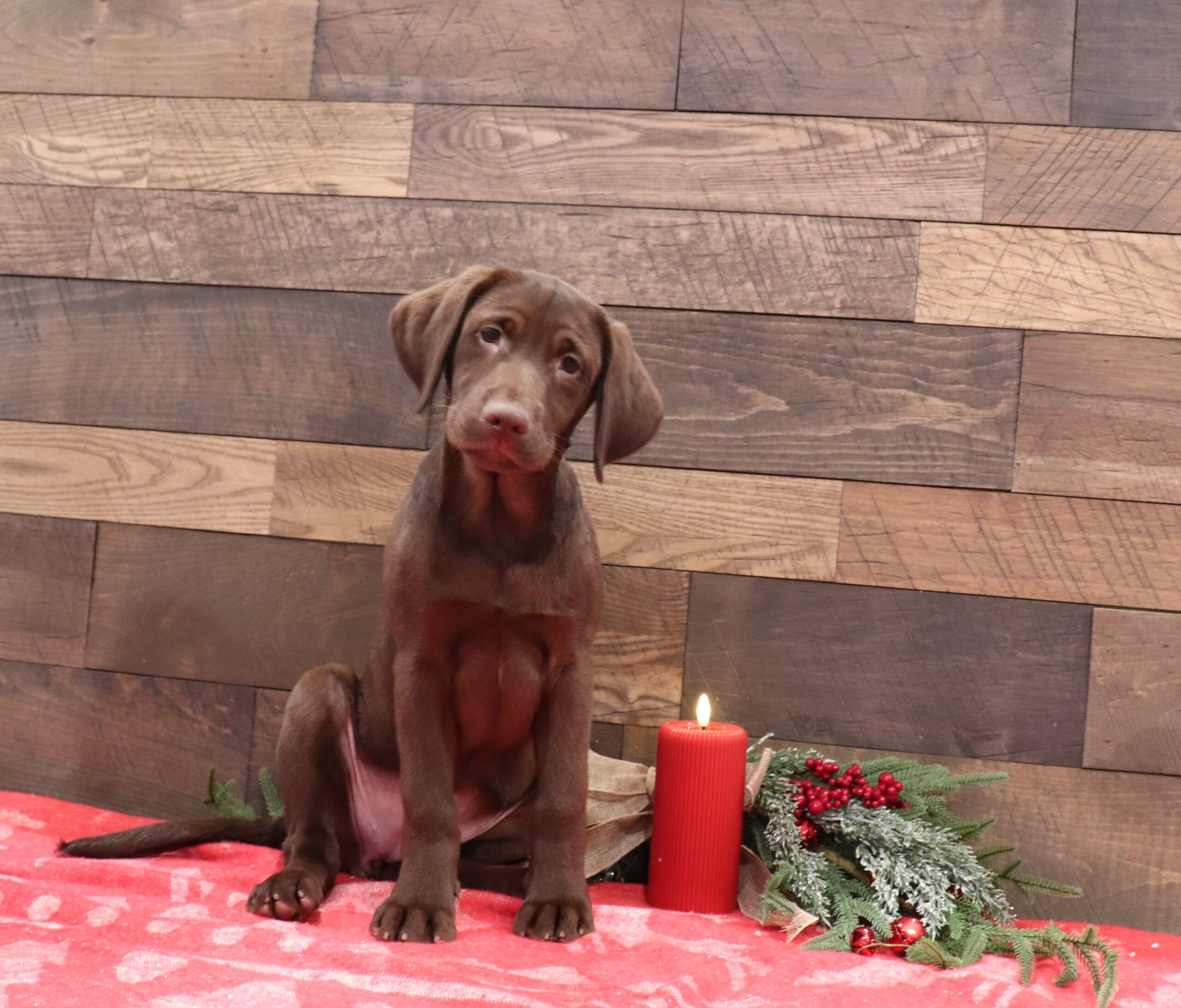 Amber-5081-aa-Pawsome-Family-Pets-