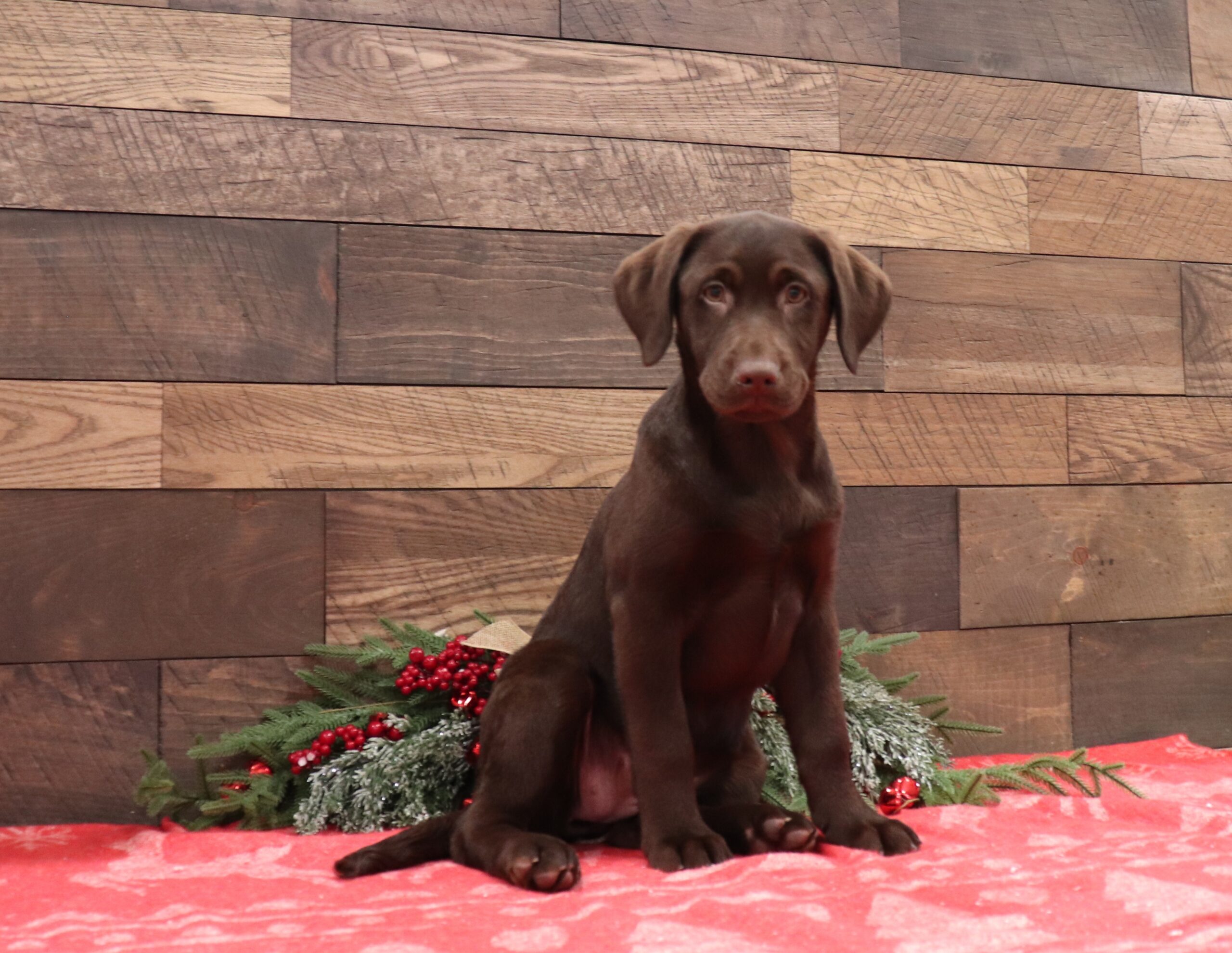 Ashley-5082-aa-Pawsome-Family-Pets-