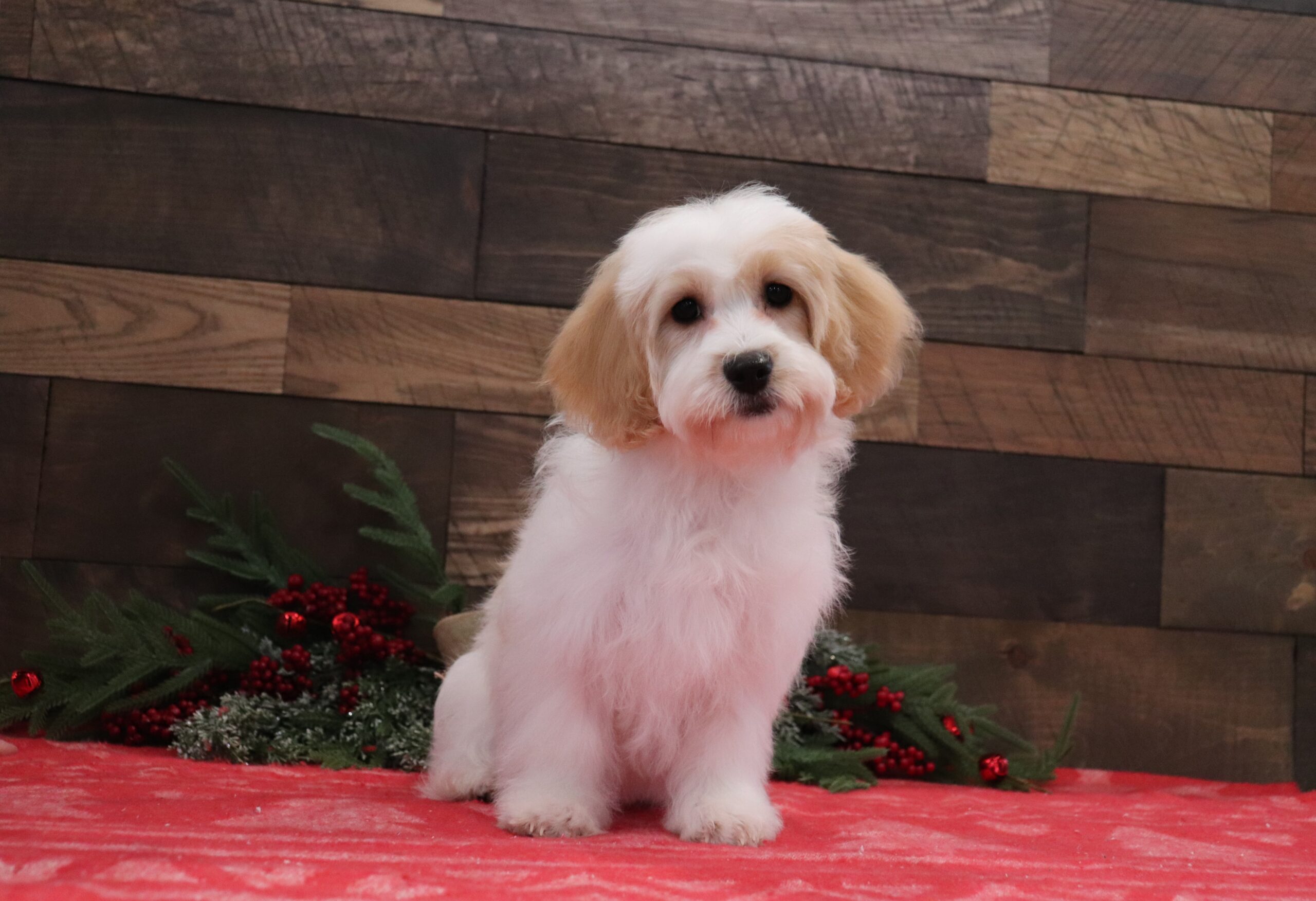 Betsy-3128a-Cavachon-Pawsome-Family-Pets-