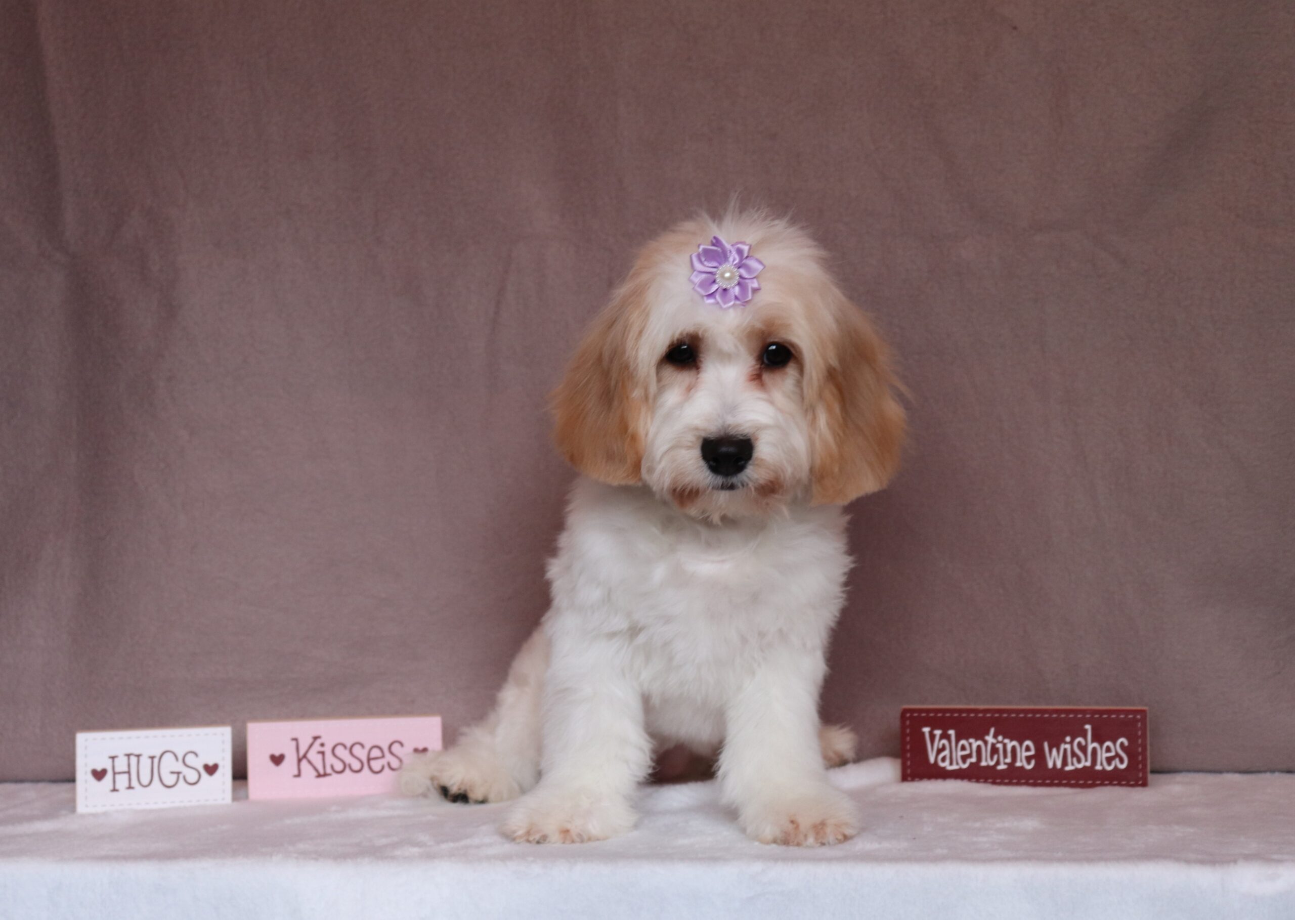 Betsy 3128ccc cavachon Pawsome Family Pets