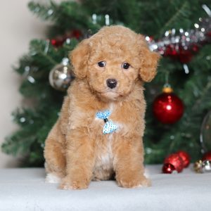 Biff-a-Pawsome-Family-Pets