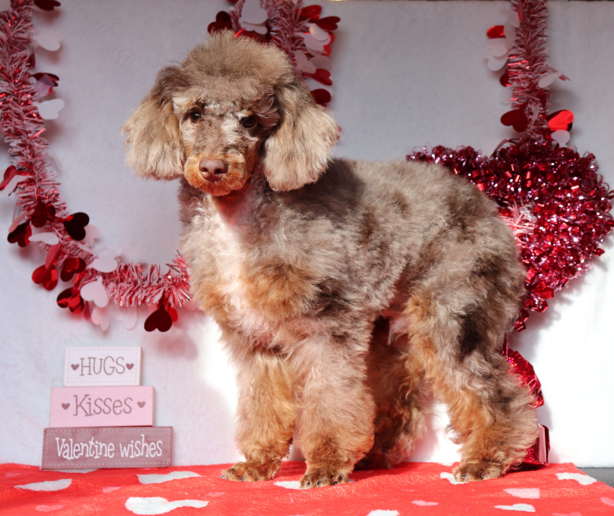 Bravo 4560b cavapoo Pawsome Family Pets