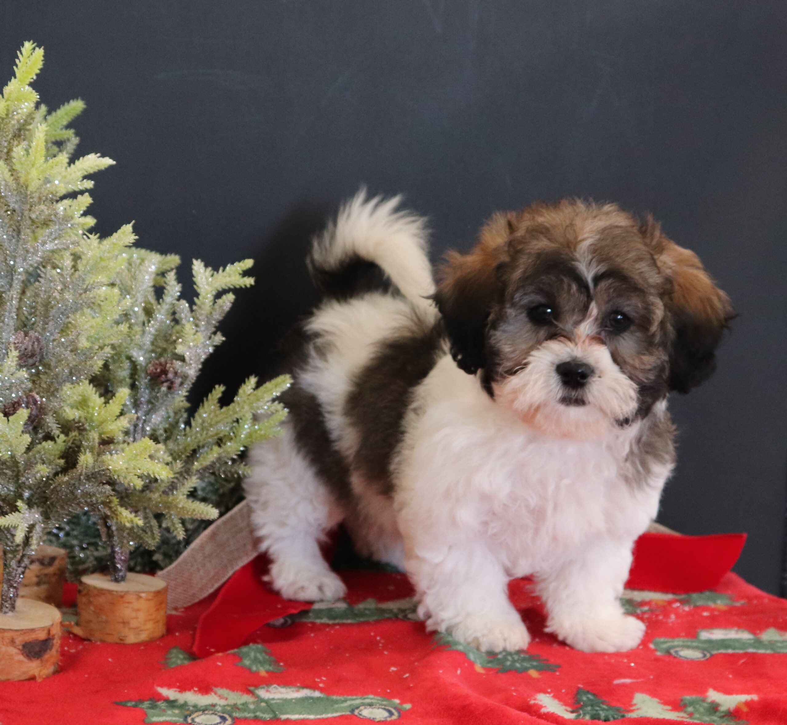 Candace-Teddy-Bear-a-Pawsome-Family-Pets-