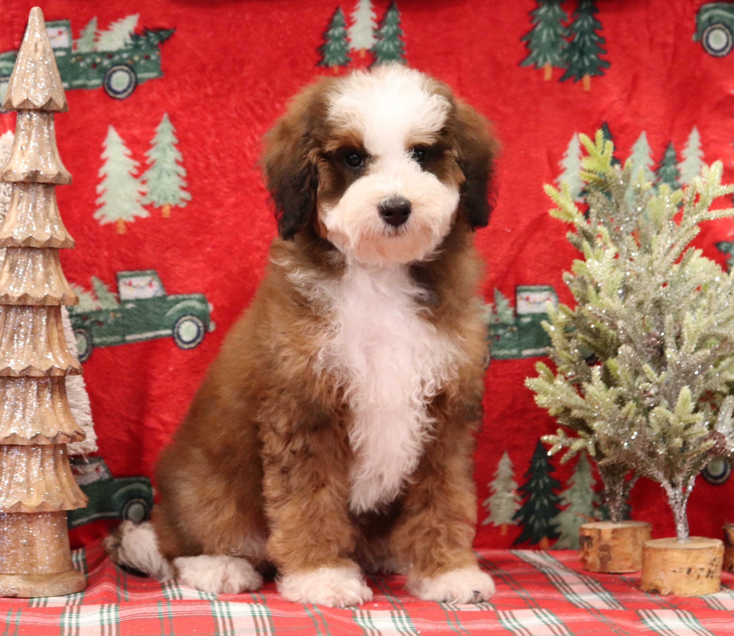 Carter-a-Mini-Bernedoodle-Pawsome-Family-Pets