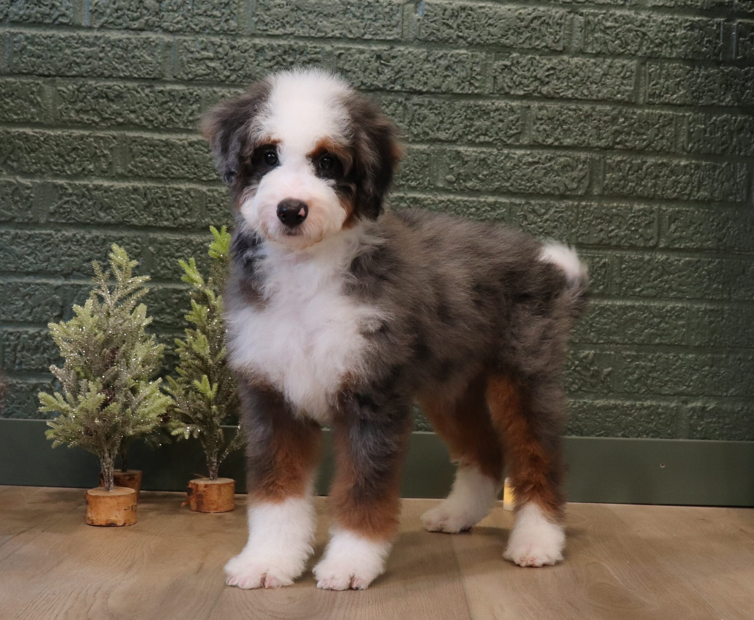 Christopher-0744bb-Mini-Bernedoodle-Pawsome-Family-Pets