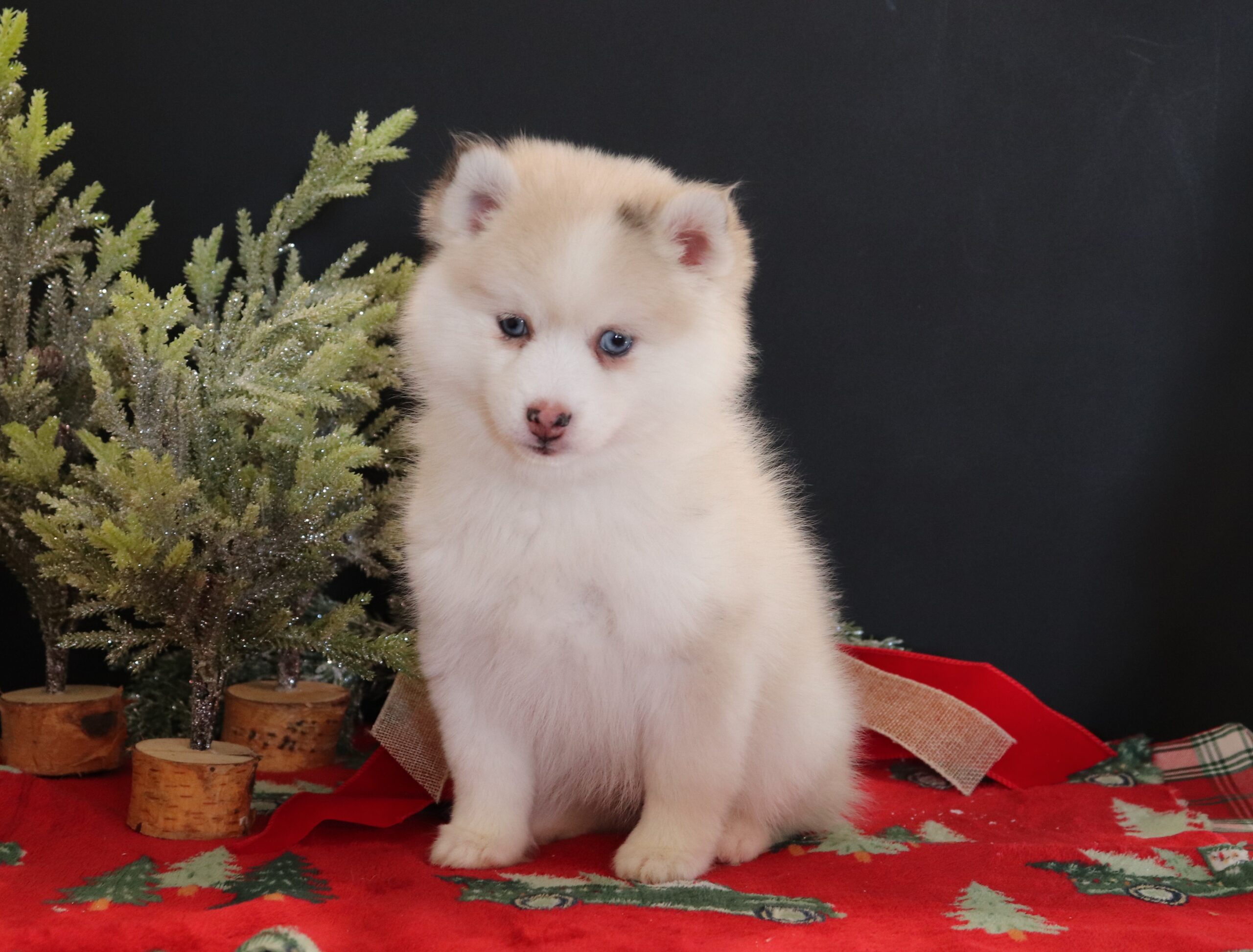 Delanie-b-Pomsky-Pawsome-Family-Pets-