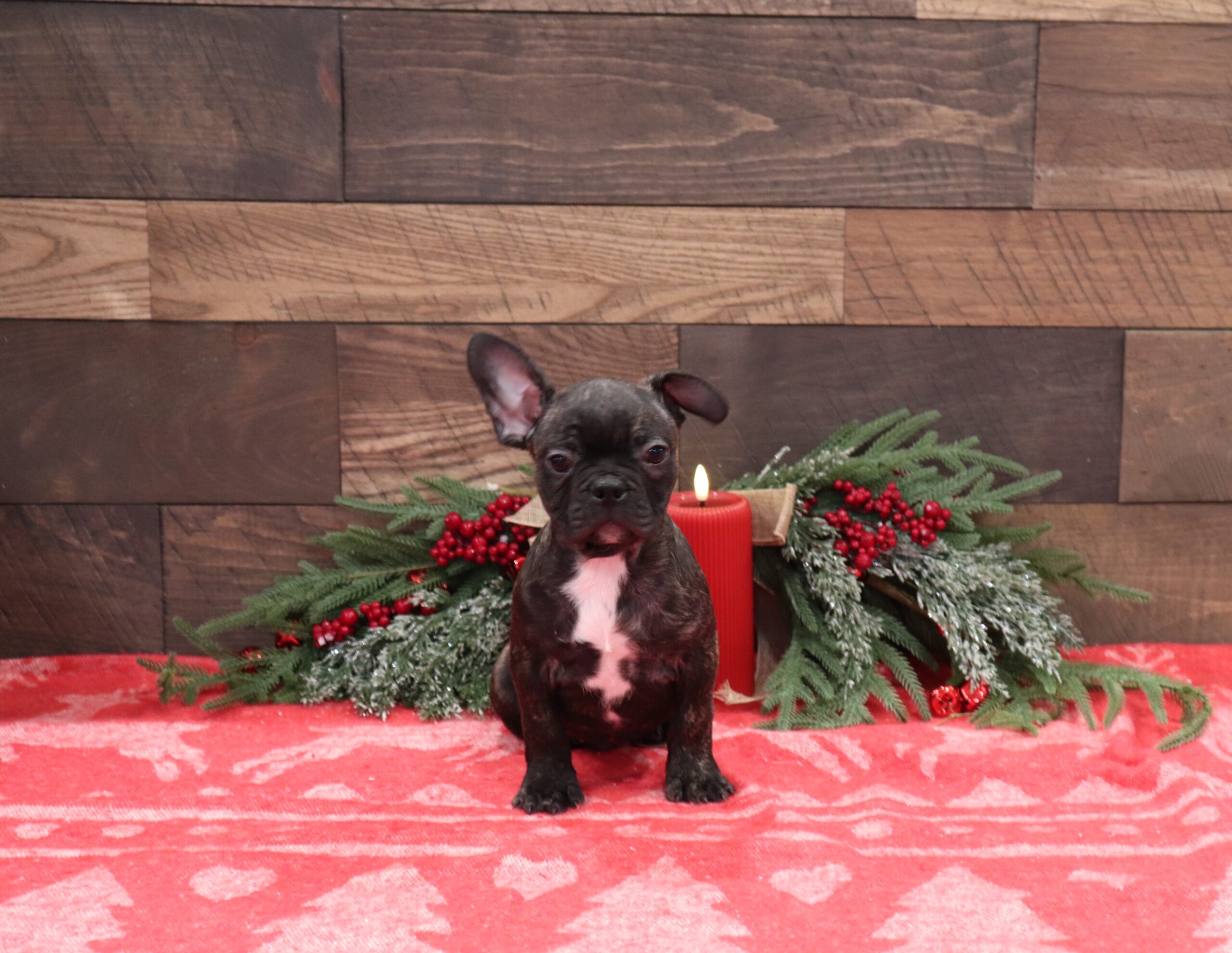 Evan-7183aa-Boston-Terrier-Pawsome-Family-Pets