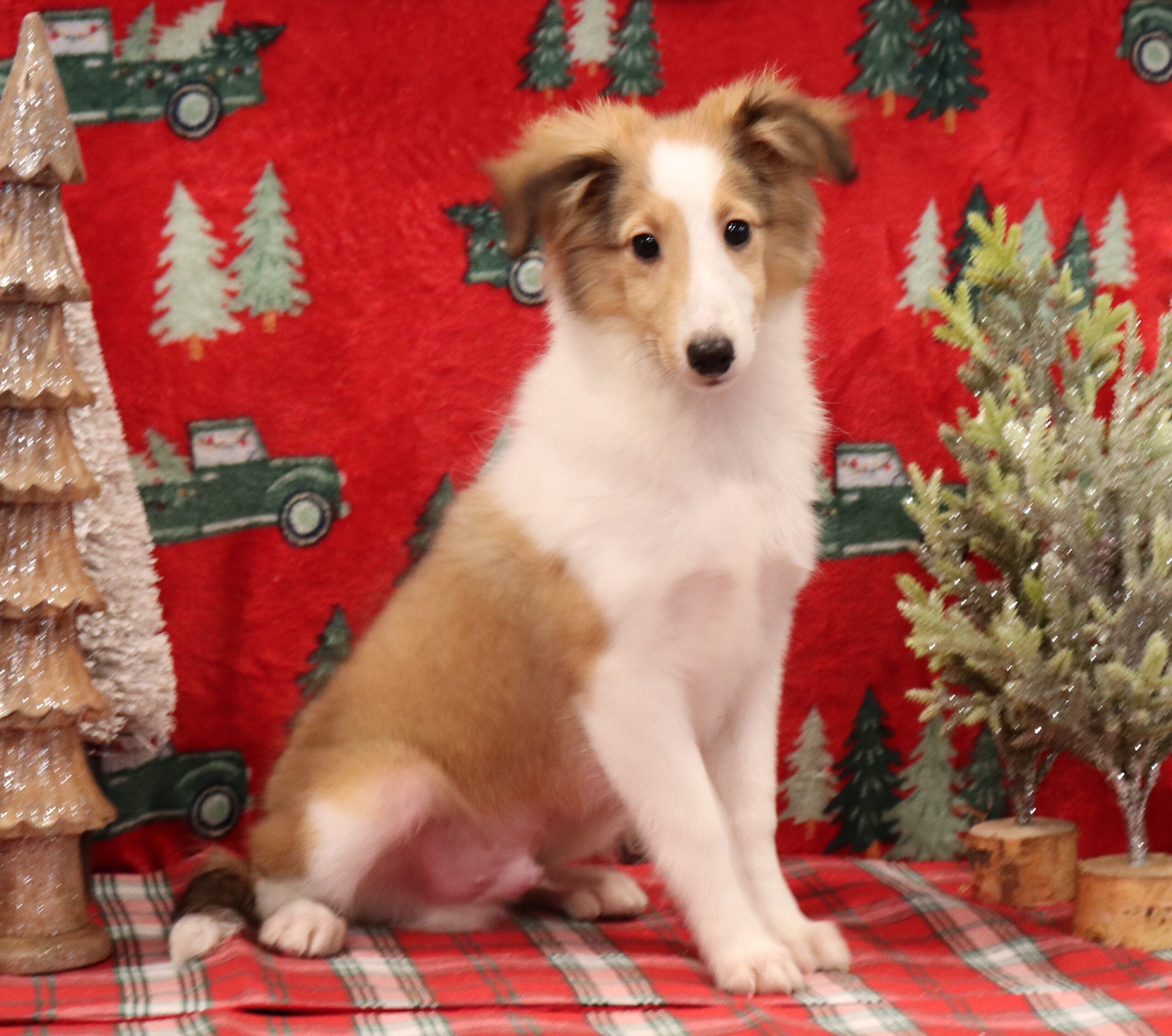 Lewis-a-Sheltie-Pawsome-Family-Pets-