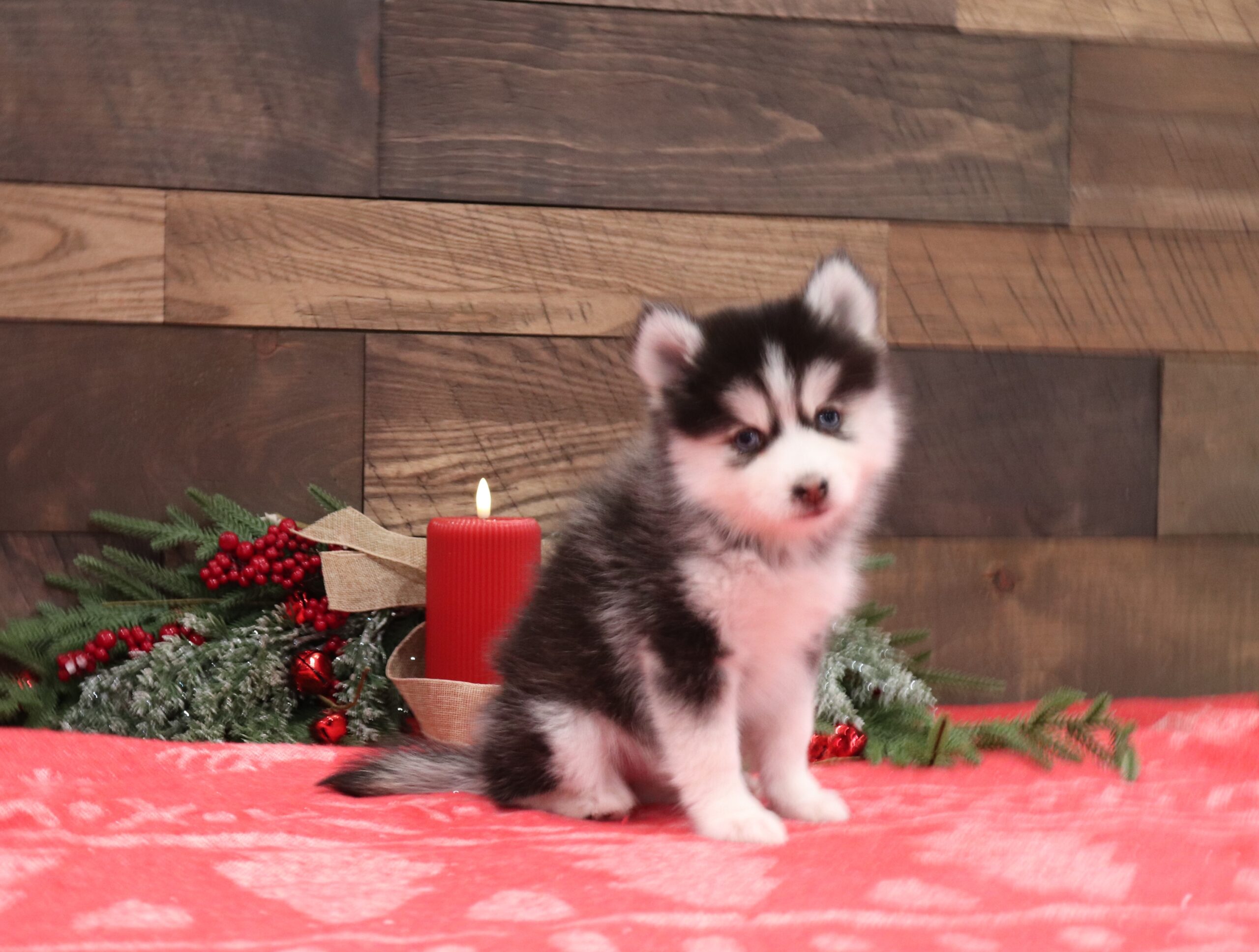 Lisa-1119bb-Pomsky-Pawsome-Family-Pets-