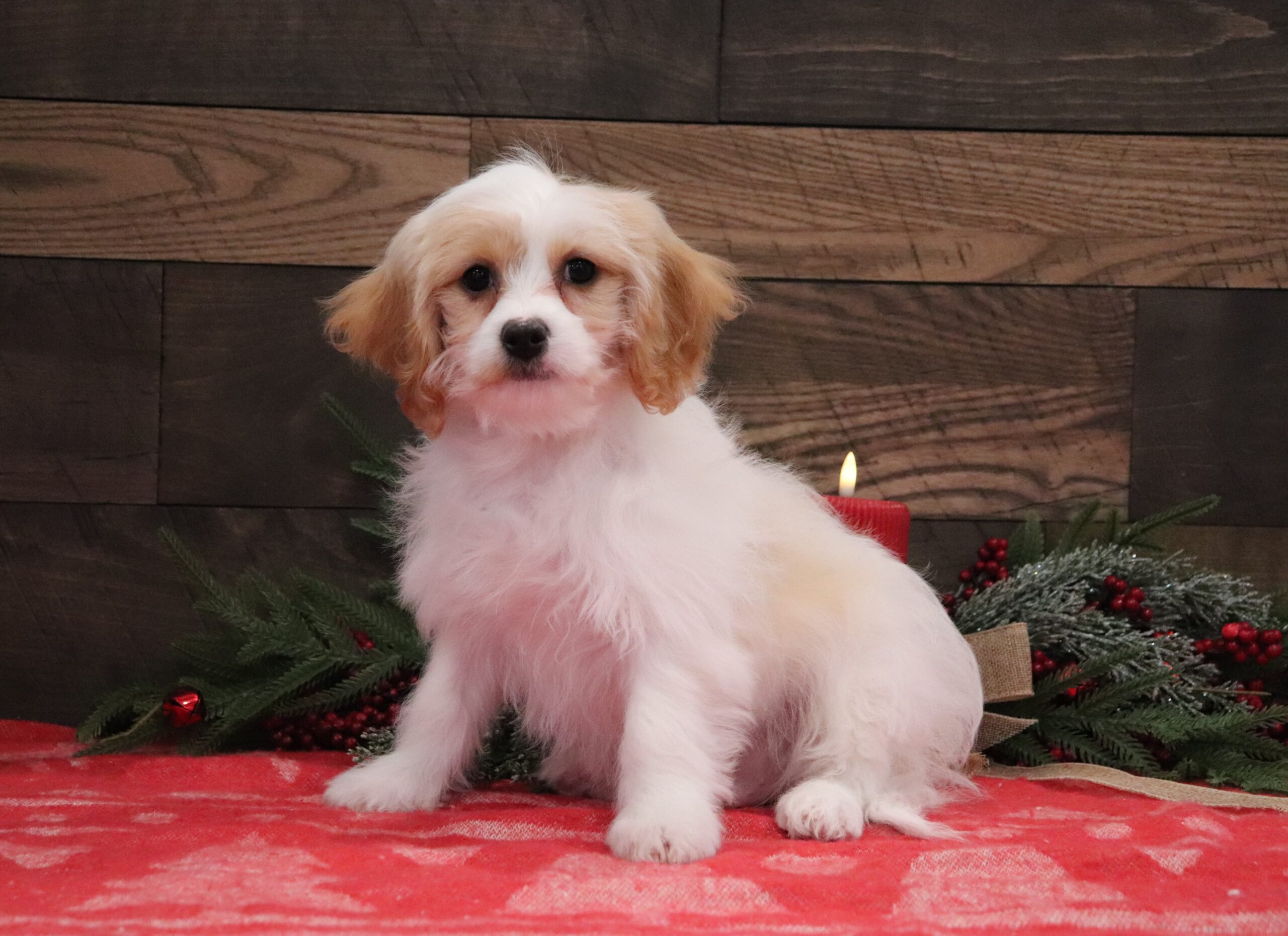 Lucas-4575aaa-Cavachon-Pawsome-Family-Pets