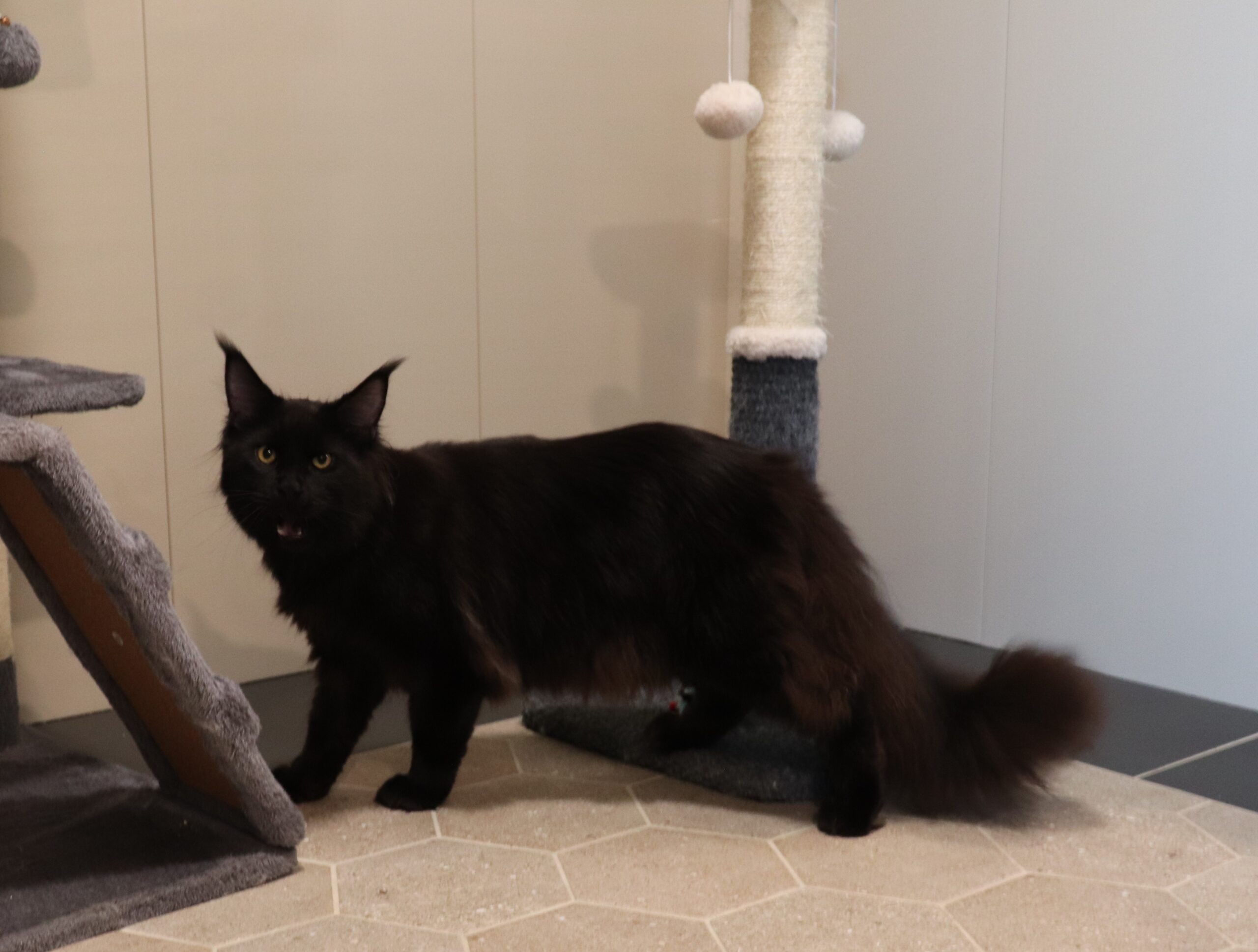 Midnight-Main-Coon-Pawsome-Family-Pets-