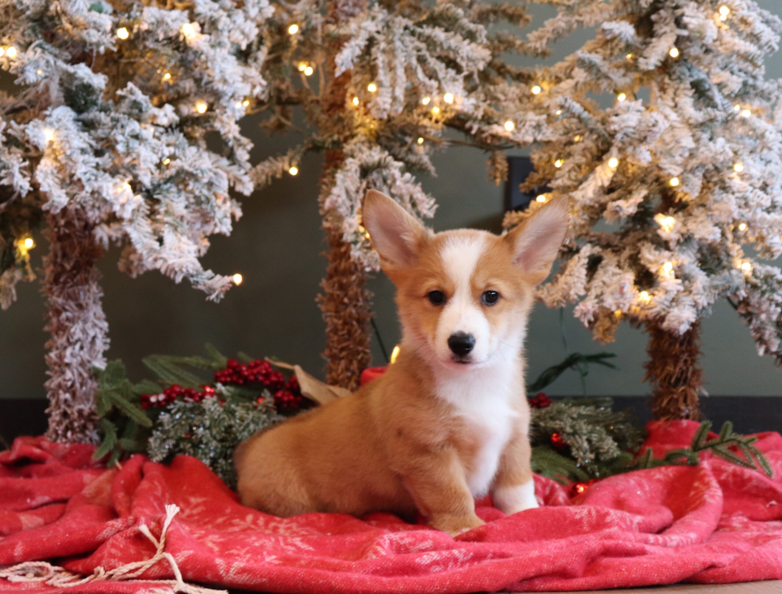 Mike-aa-Corgi-Pawsome-Family-Pets-