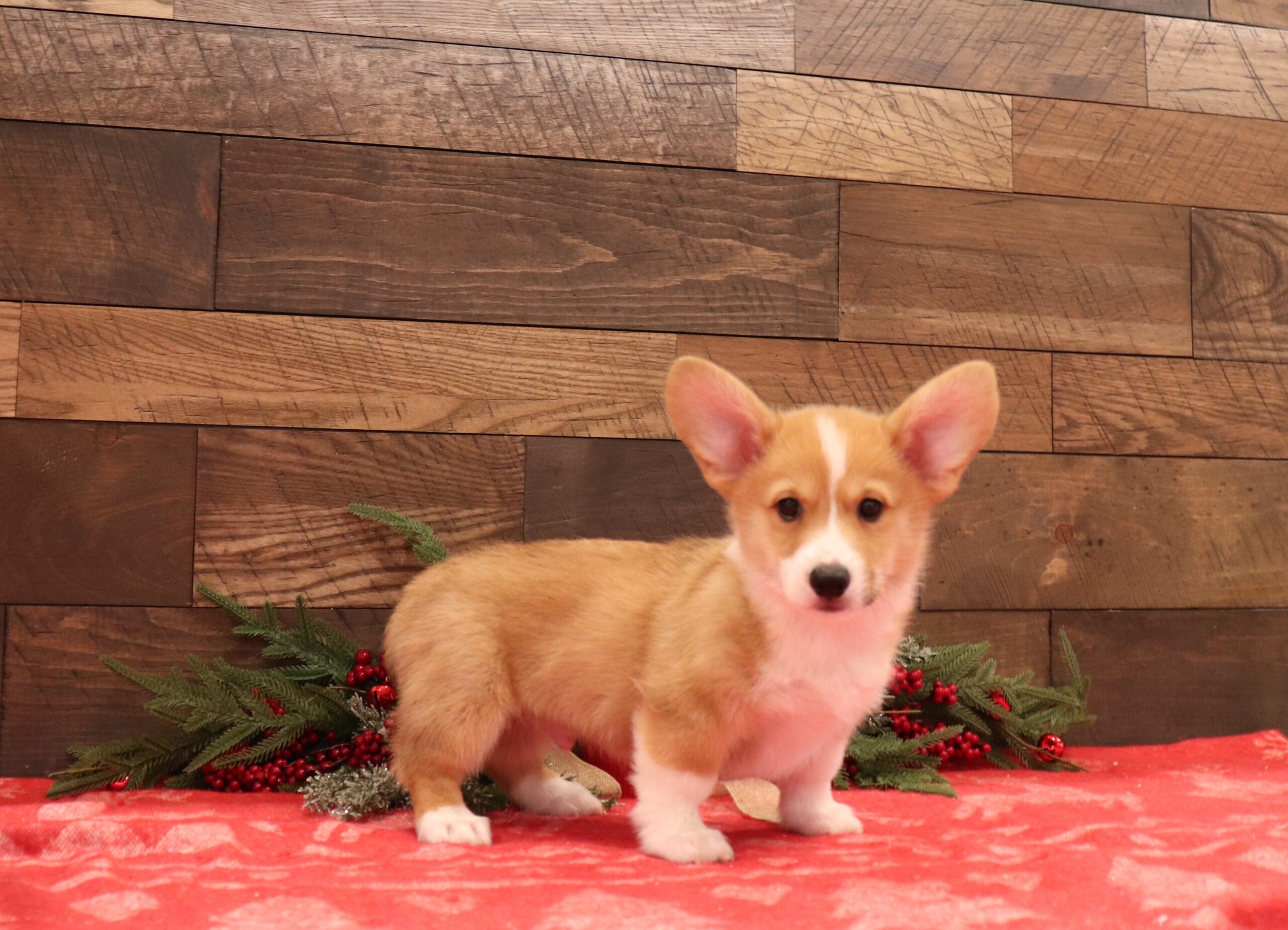 Miko-a-Pawsome-Family-Pets