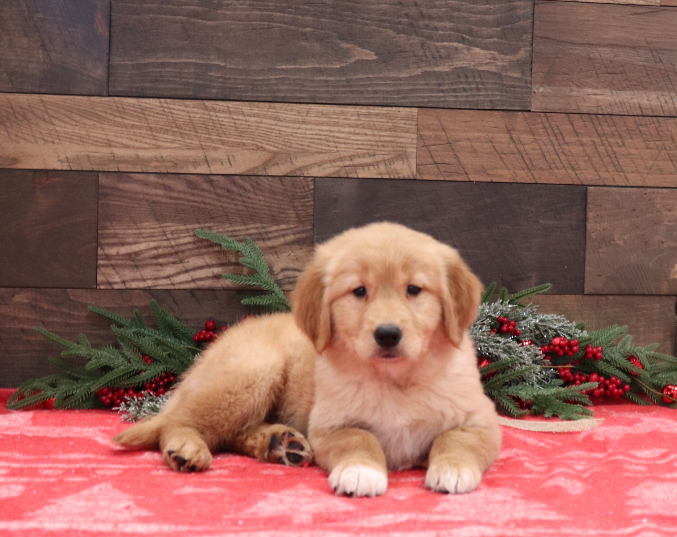 Pacey-1106a-Pawsome-Family-Pets