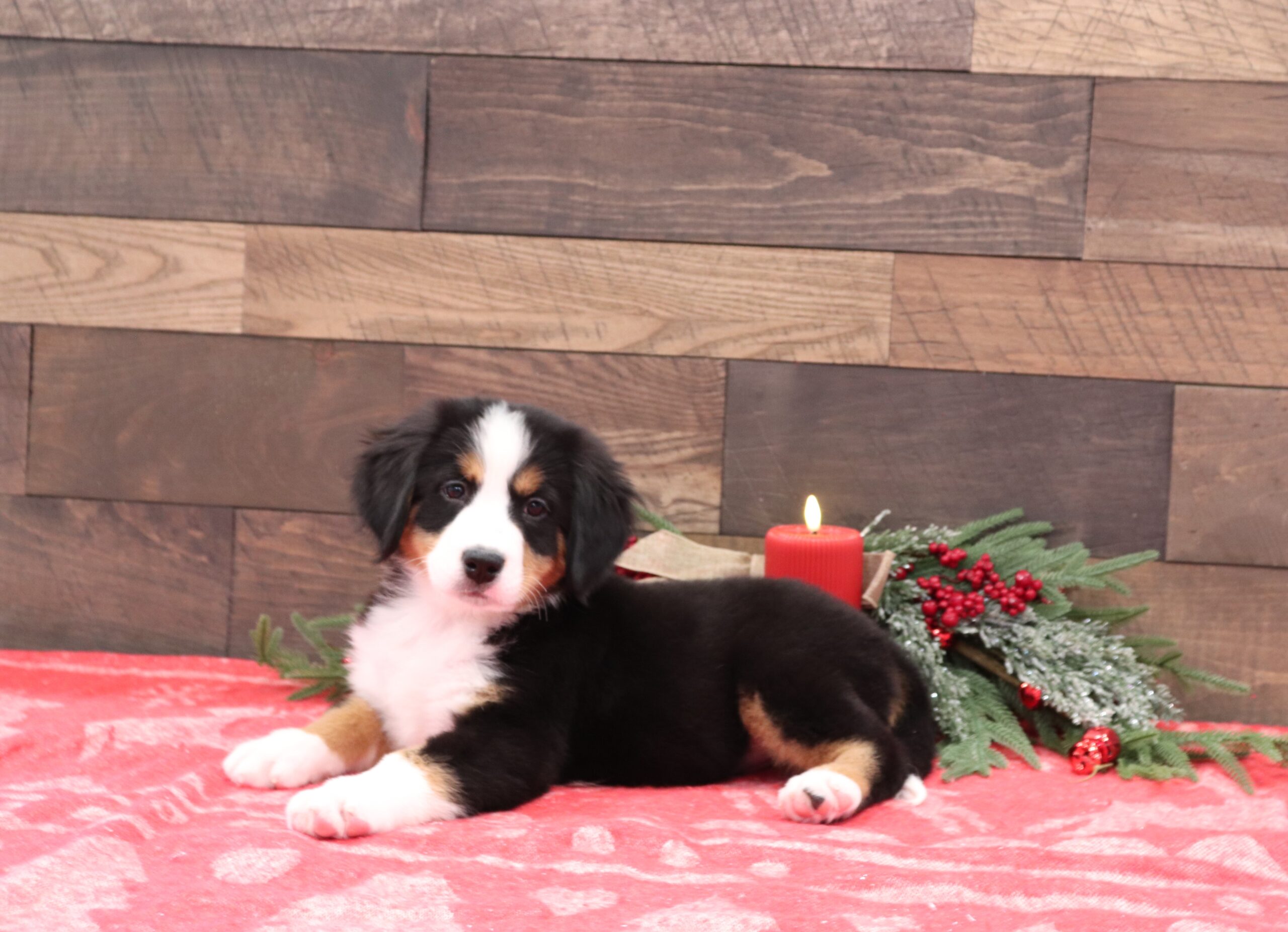 Reba-b-Pawsome-Family-Pets